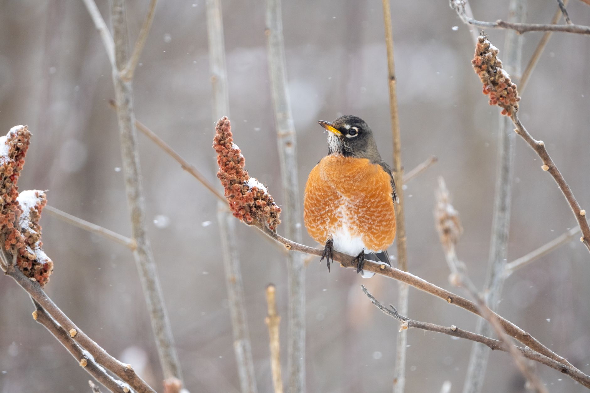 The Pragmatic Robin