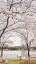 Cherry Blossom Trees by Riverside in Bloom