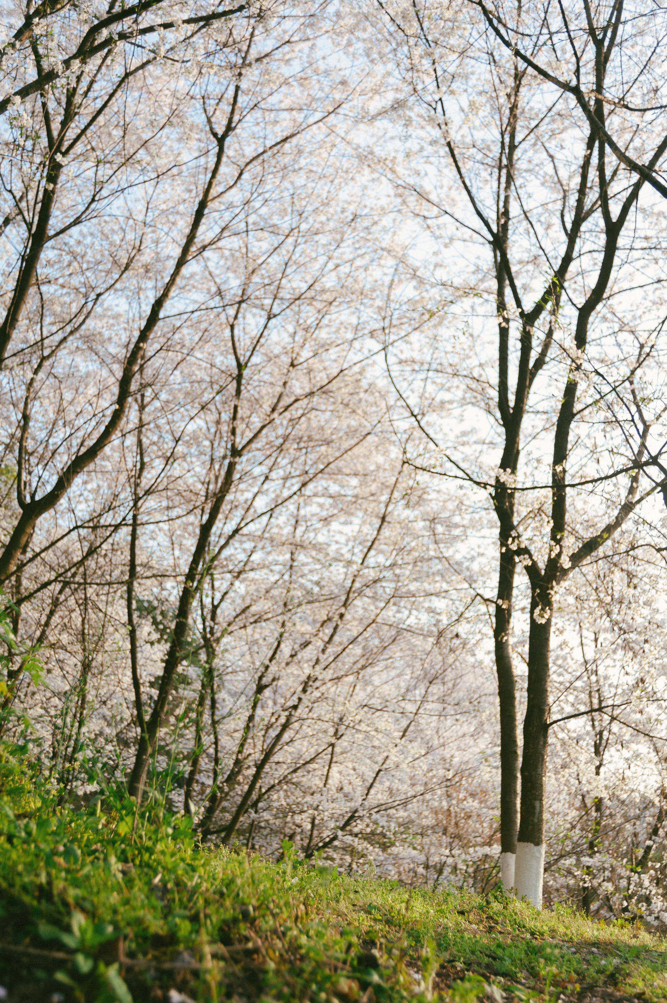 ingyenes Gyönyörű cseresznyevirágfák virágoznak tavasszal, békés tájat teremtve. Stockfotó
