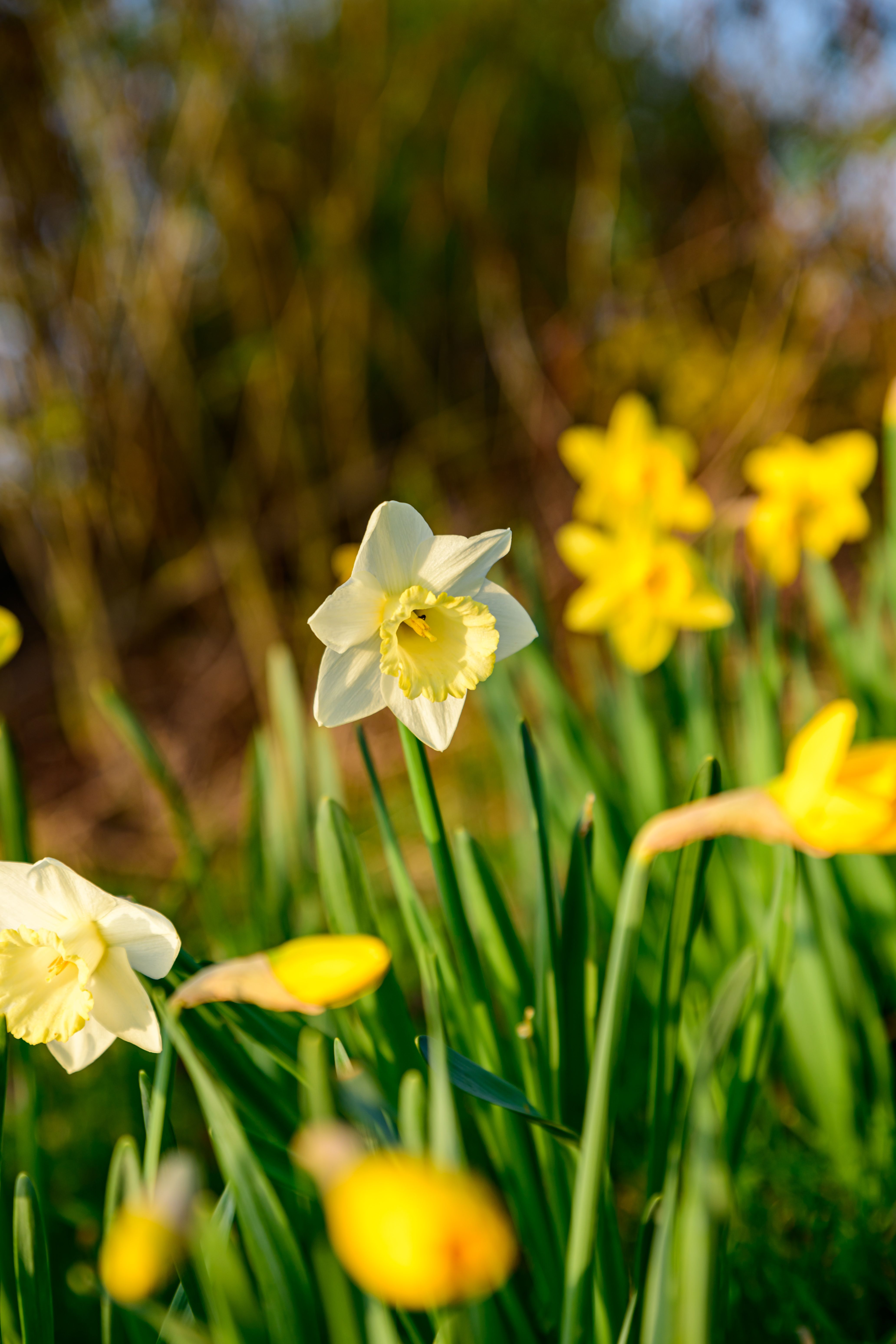 Springtime Daffodils in Bloom at Coesfeld · Free Stock Photo