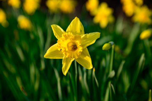 Free Close-up of a blooming yellow daffodil in a spring garden, Coesfeld, Germany. Stock Photo