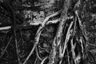 Black and White Tree Roots in Hong Kong