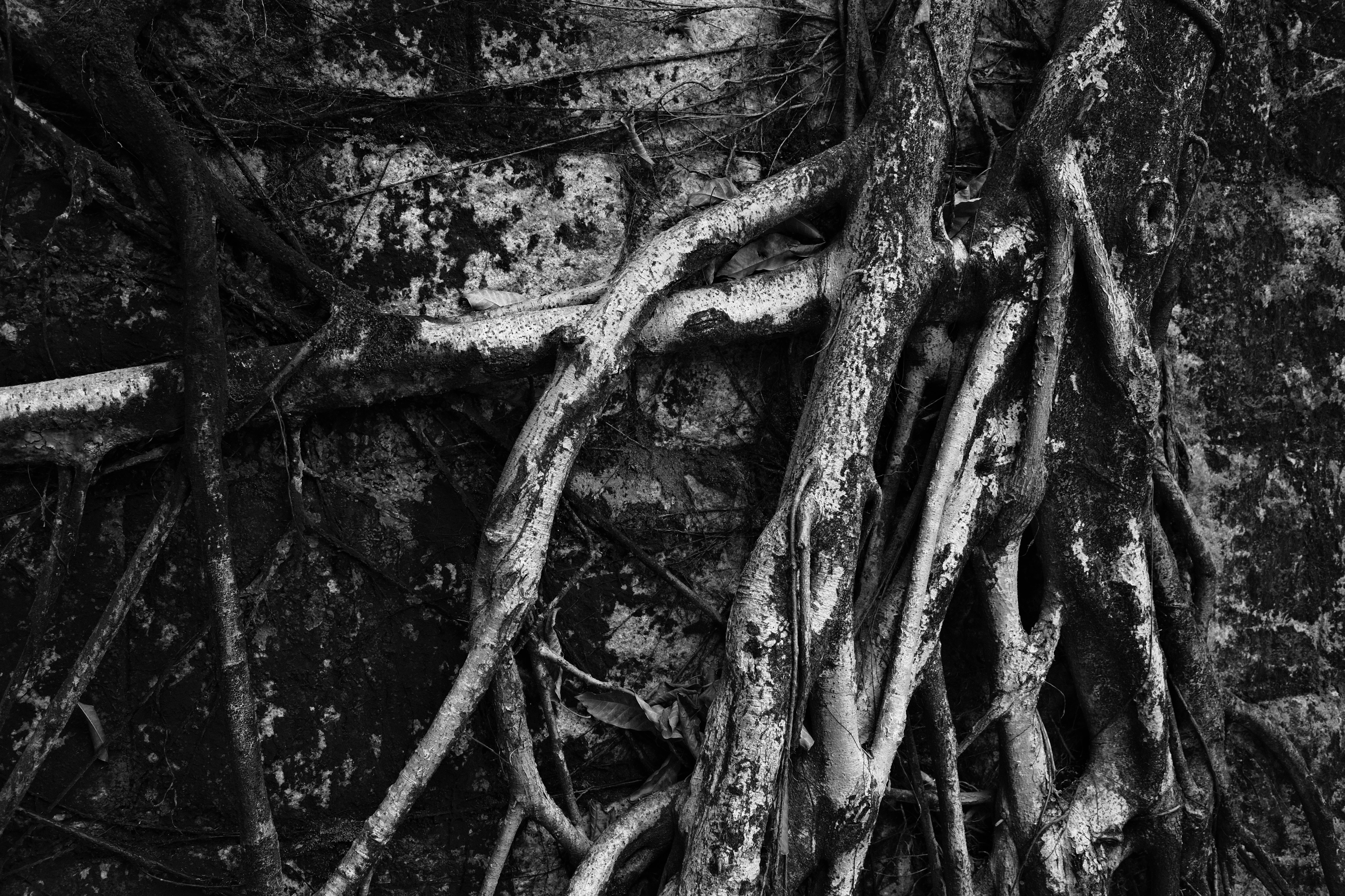 Zadarmo Monochromatická fotografia koreňov stromov prepletených okolo skál v mestskej džungli Hongkongu. Fotka z fotobanky