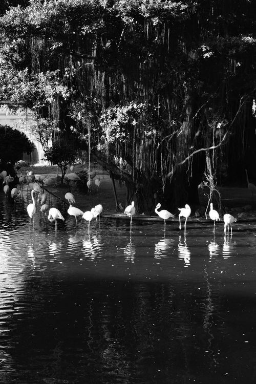 Free Black and white photo of flamingos wading in water under a large tree in a Hong Kong park. Stock Photo