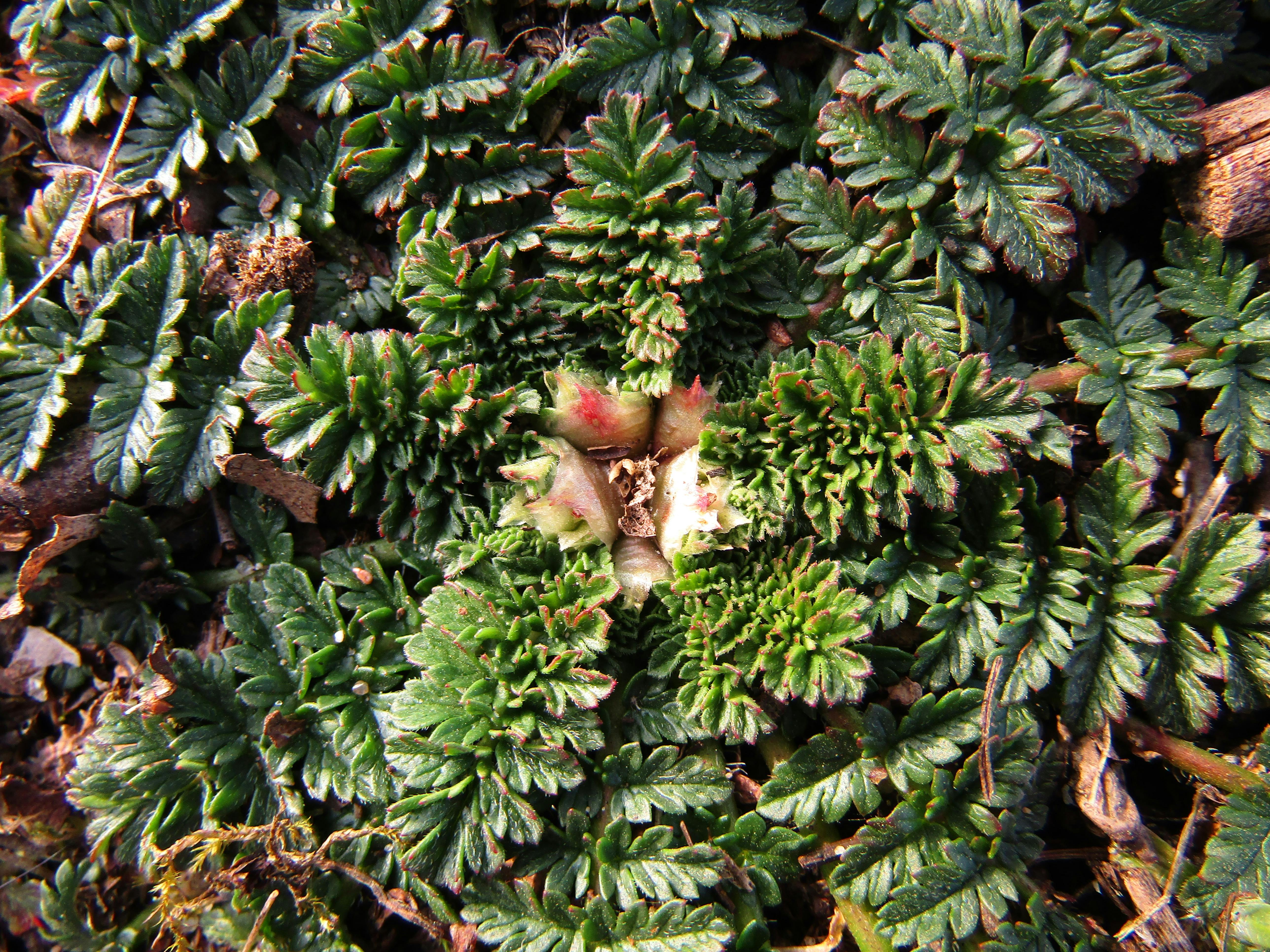 ฟรี ภาพมุมใกล้ของเฟิร์นและไลเคนที่มีลวดลายสีเขียวซับซ้อนในกรุงเบอร์ลิน ประเทศเยอรมนี คลังภาพถ่าย