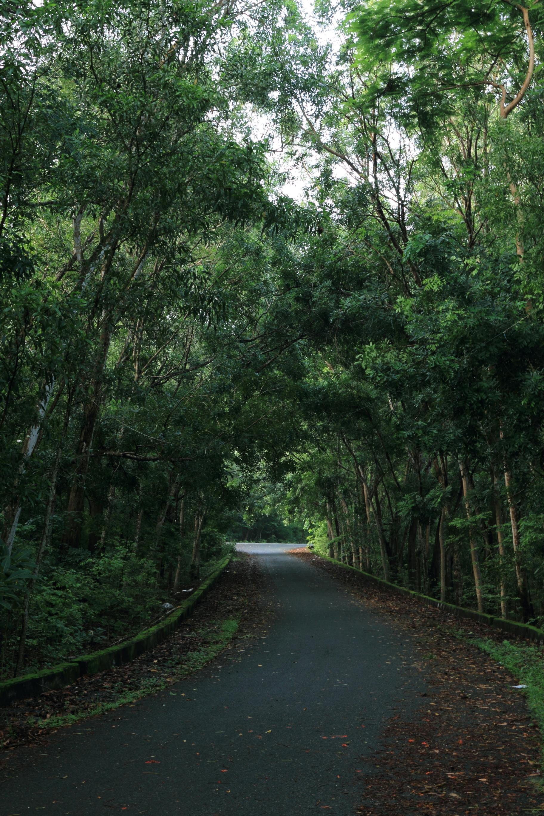 Free Quiet tree-lined road through a verdant forest, ideal for nature walks. Stock Photo