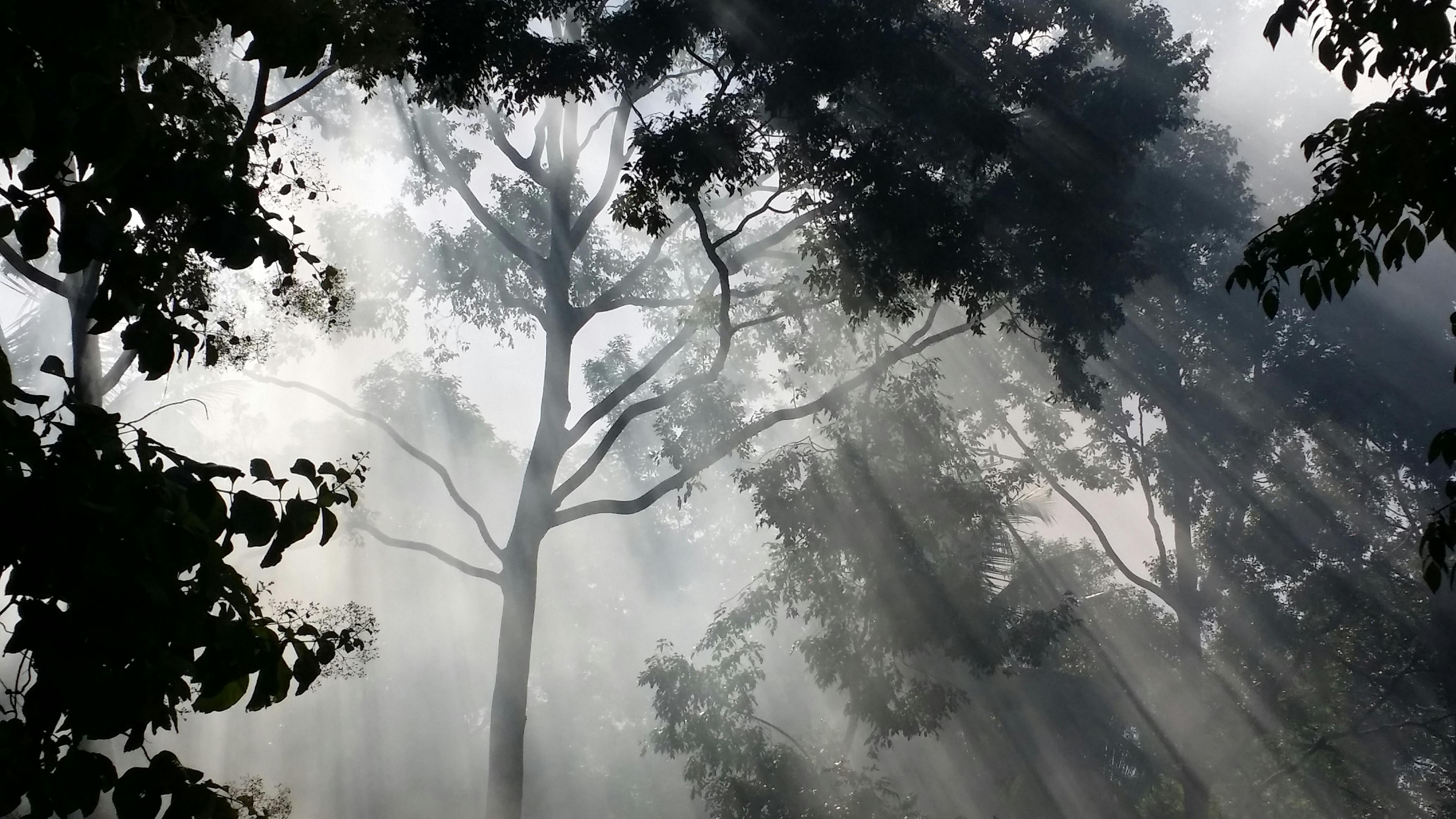 Zadarmo Pokojné slnečné lúče presvitajú cez bujný les a vytvárajú mystickú atmosféru. Fotka z fotobanky