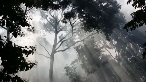 Free Serene sunlight beams through a lush forest, creating a mystical atmosphere. Stock Photo