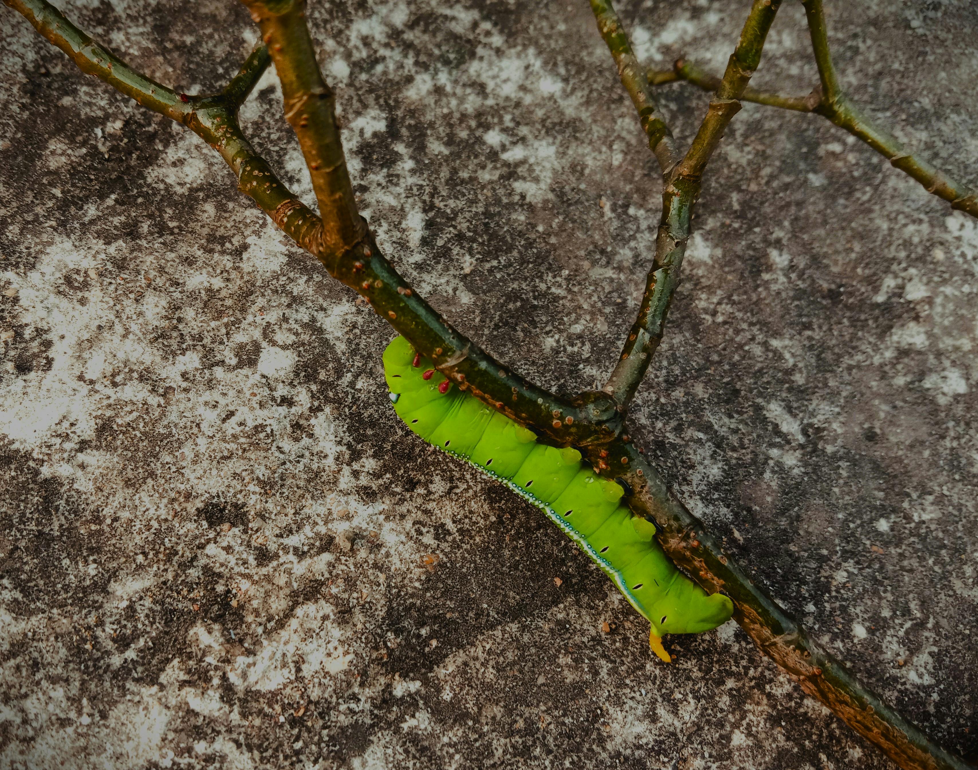 Безкоштовне Яскраво-зелена гусениця повзе по гілці на текстурованій поверхні на вулиці. стокове фото