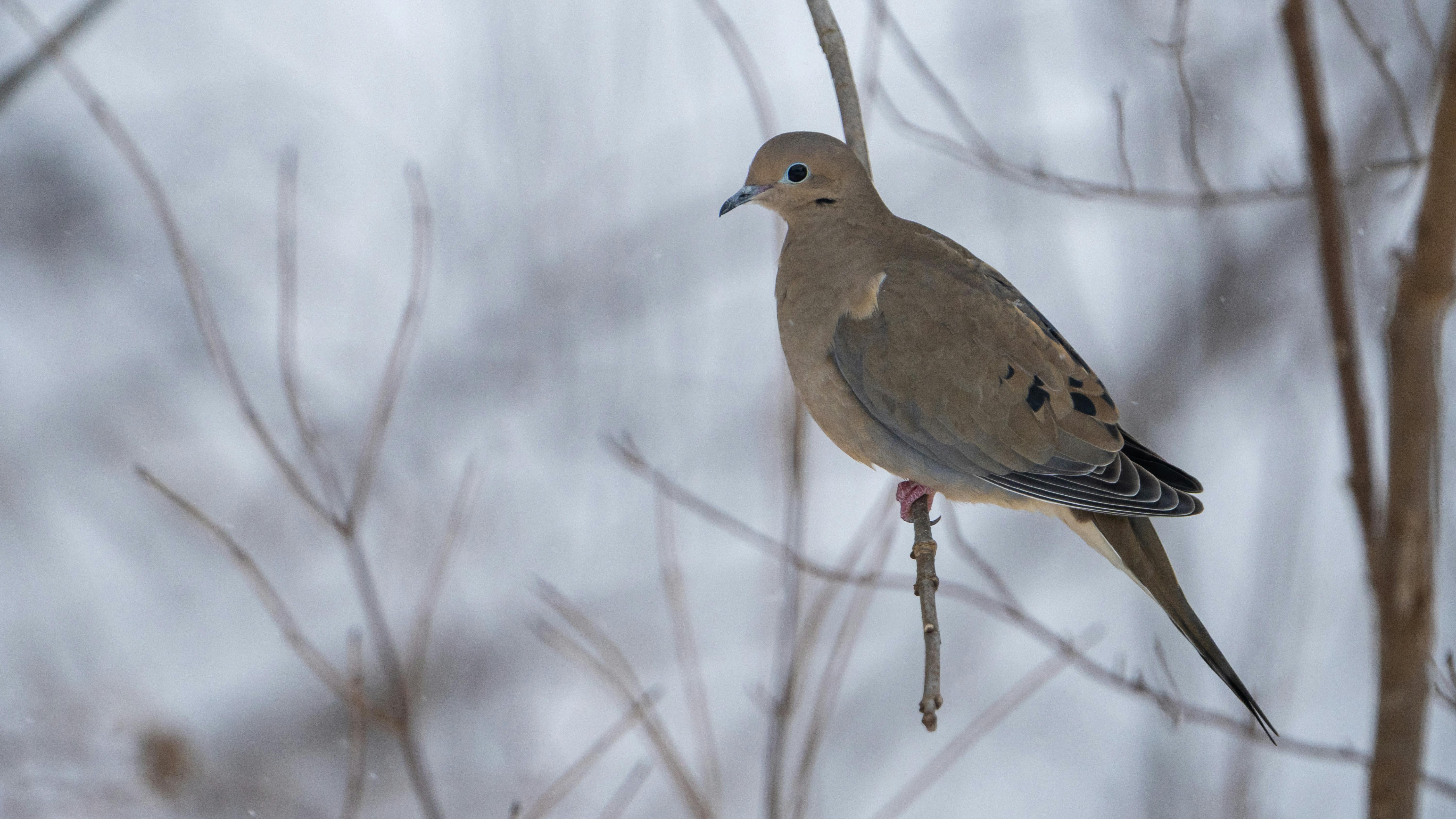 Michigan offers free service to find lost life insurance policies — Photo by Ken Jacobsen on Pexels