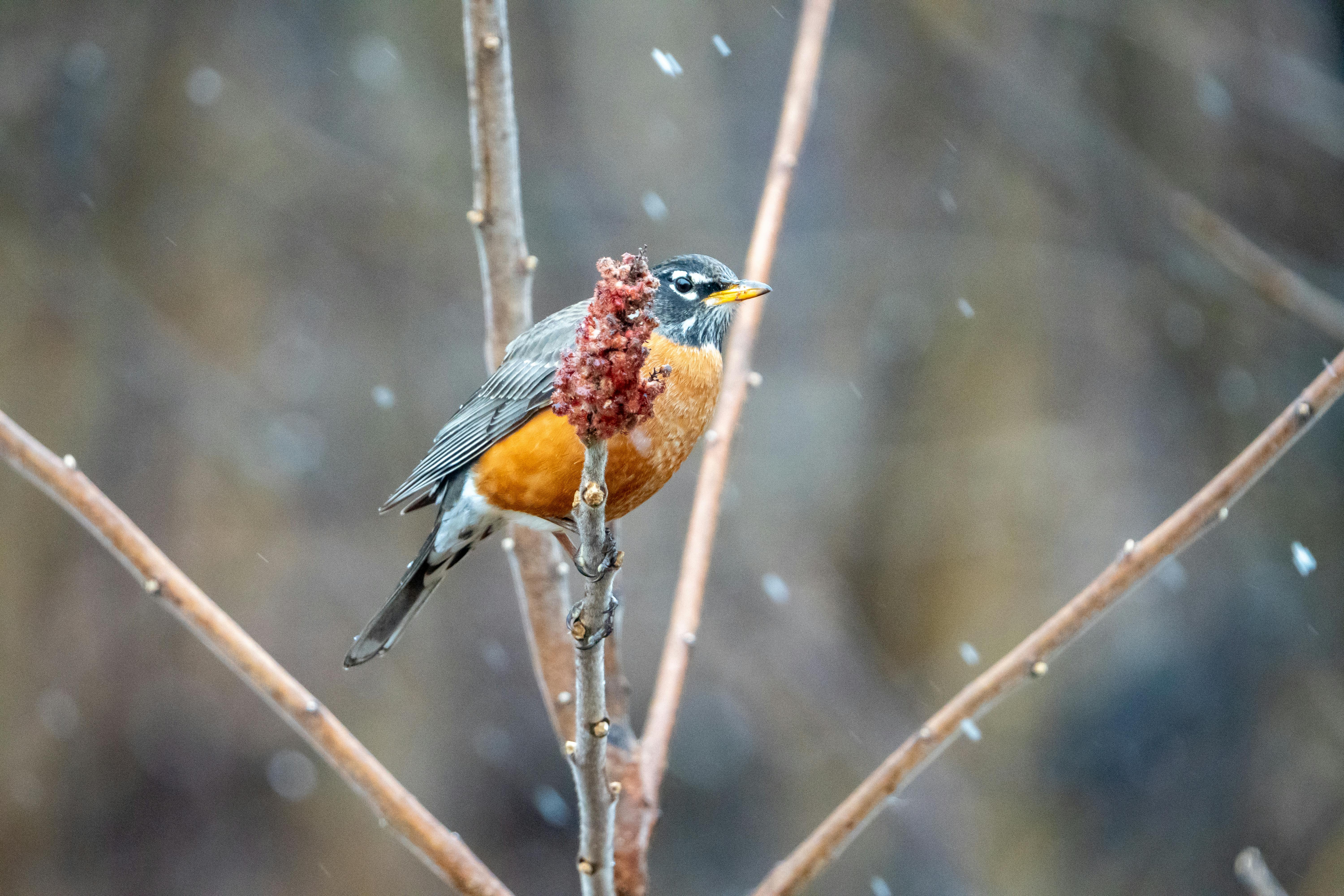 Michigan offers free service to find lost life insurance policies — Photo by Ken Jacobsen on Pexels