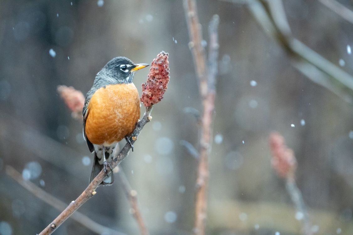 American Robin Perched on Snowy Branch in Winter · Free Stock Photo