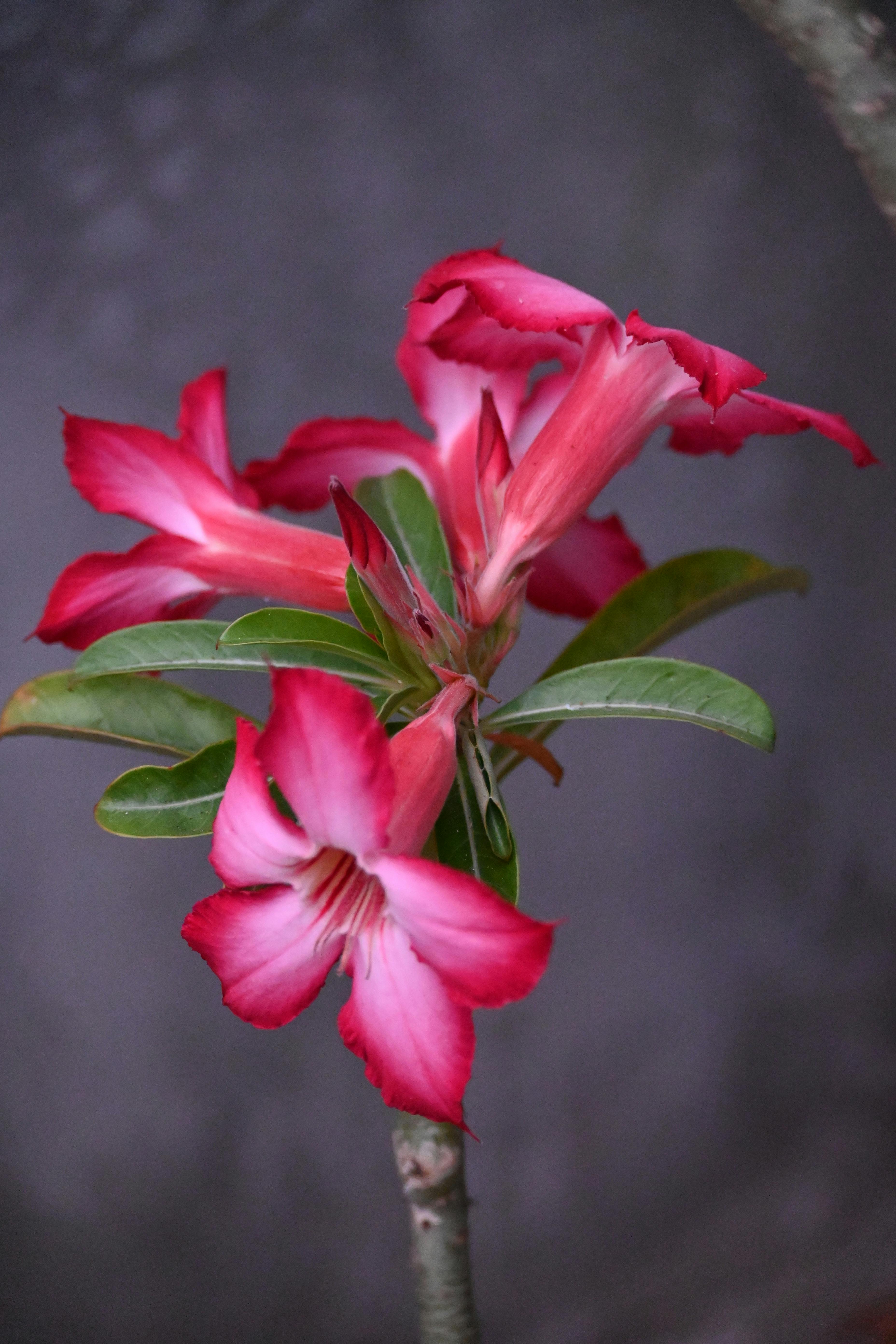 ฟรี ภาพถ่ายระยะใกล้แบบละเอียดของดอกกุหลาบทะเลทรายสีชมพูสดใส (Adenium) พร้อมใบสีเขียว คลังภาพถ่าย