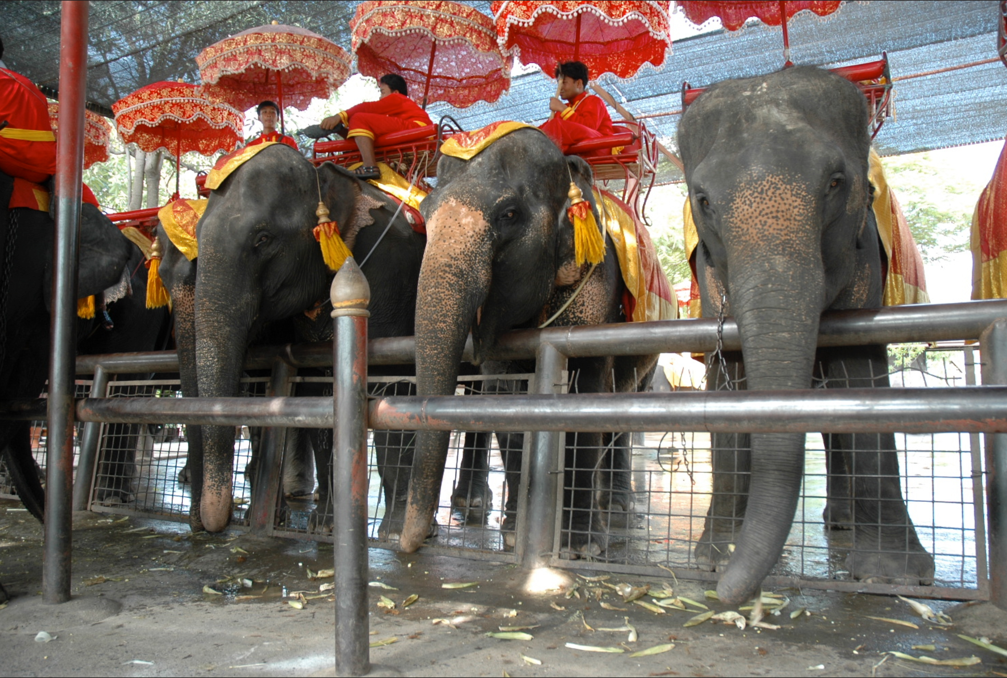 Surin Elephant Round-up 2026: Thailand’s Grand Heritage Event