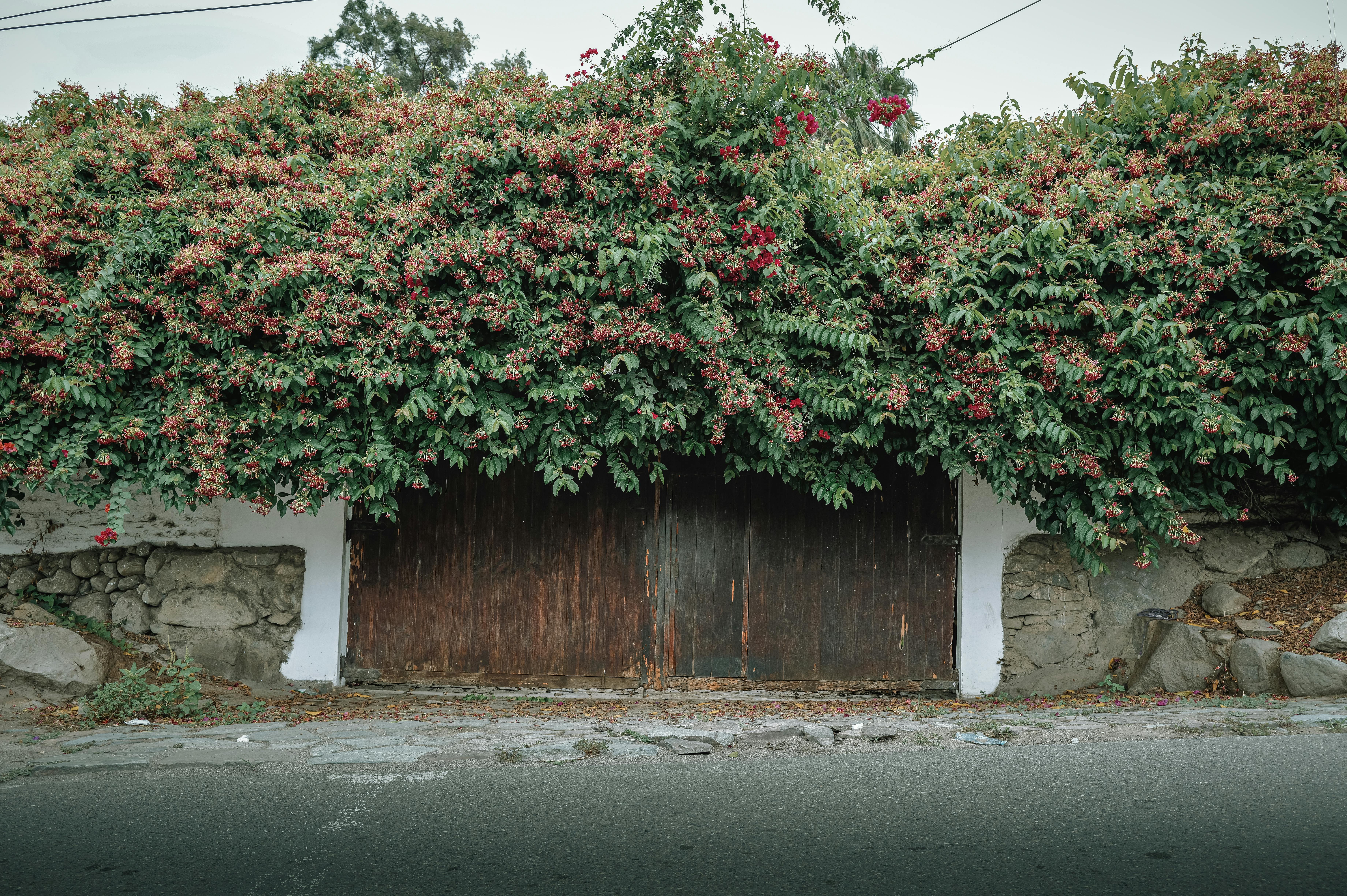 Zadarmo Bujné kvitnúce popínavé rastliny sa kaskádovito prekrývajú cez drevenú bránu a vytvárajú očarujúci vchod do Simbalu v Peru. Fotka z fotobanky