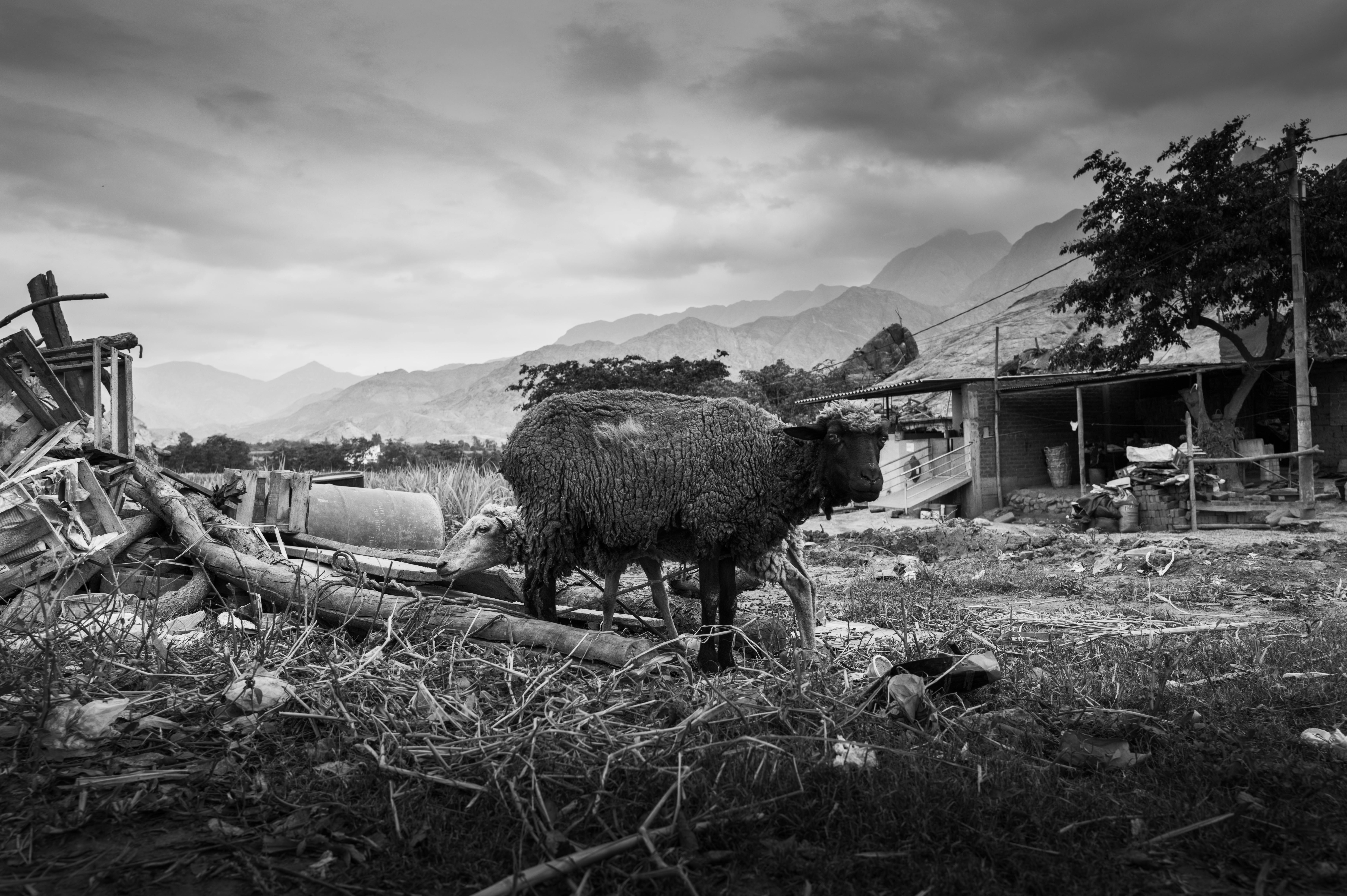 ฟรี ฝูงแกะกำลังเล็มหญ้าท่ามกลางสิ่งปลูกสร้างในฟาร์มแบบดั้งเดิมในเมืองซิมบัล จังหวัดลาลิเบอร์ตาด ชนบทของเปรู คลังภาพถ่าย