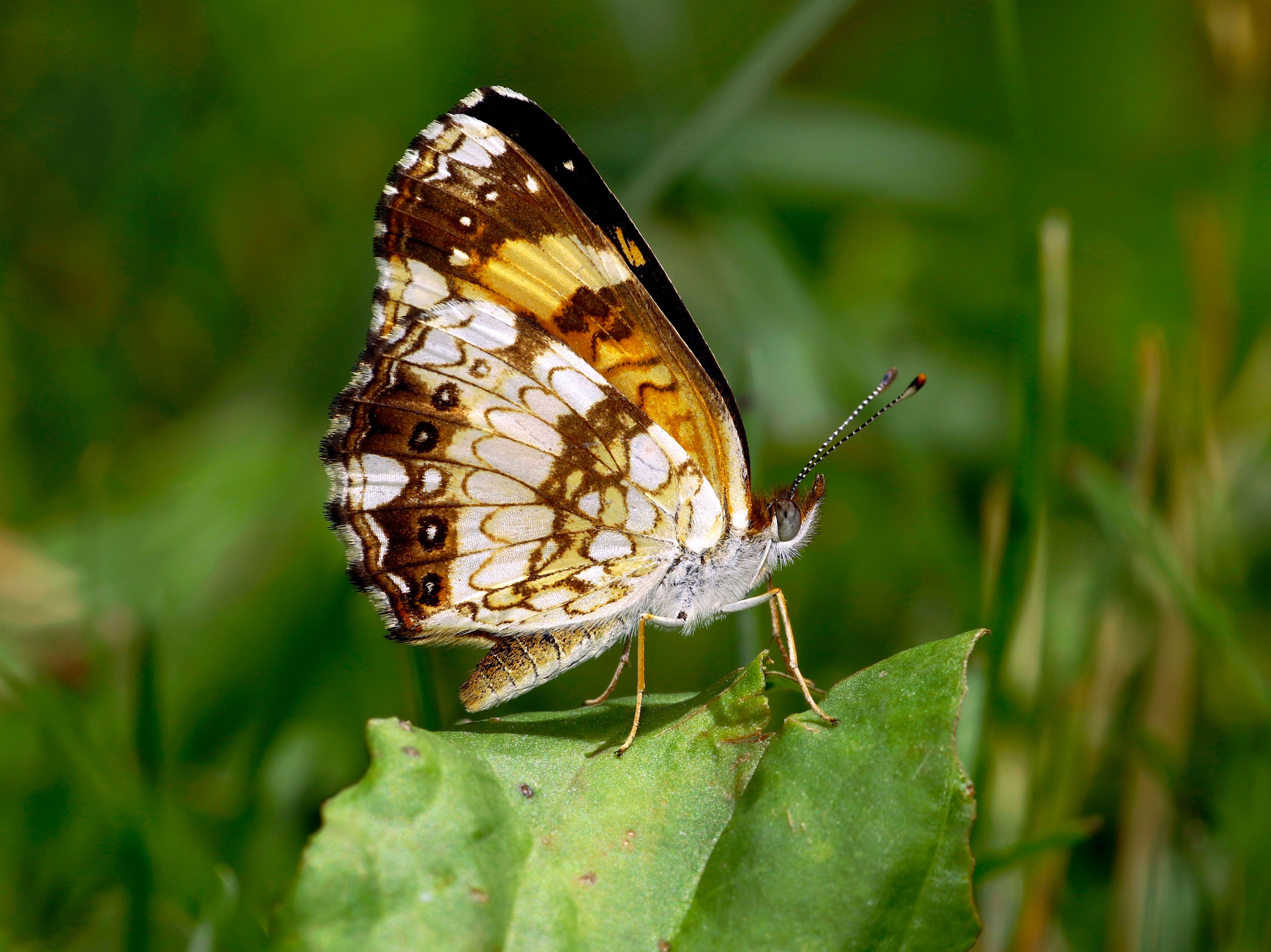 Vibrant Silvery Checkerspot Butterfly on Leaf · Free Stock Photo