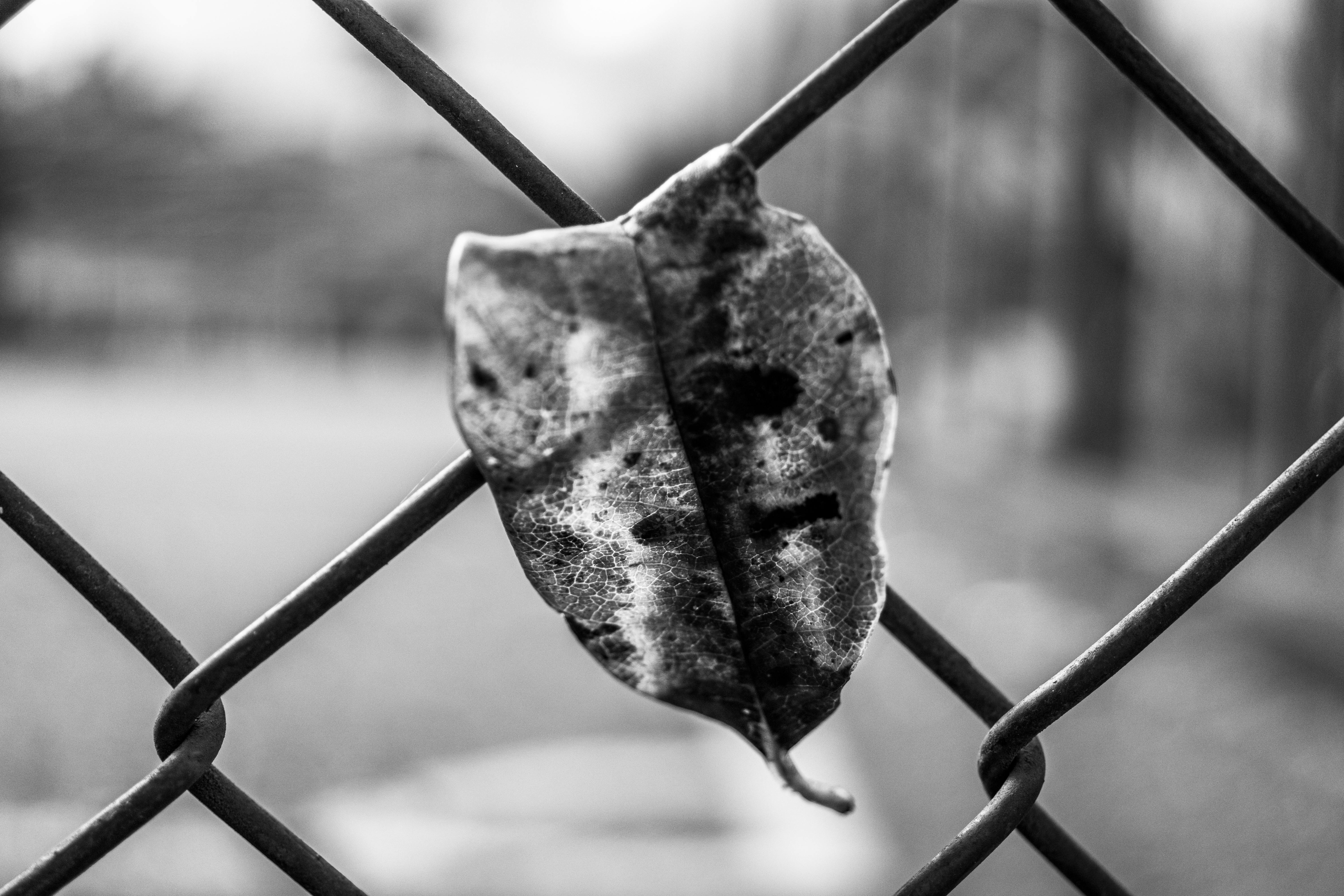 Zadarmo Detailný záber na sušený list zaseknutý v drôtenom plote v monochromatickom režime. Fotka z fotobanky
