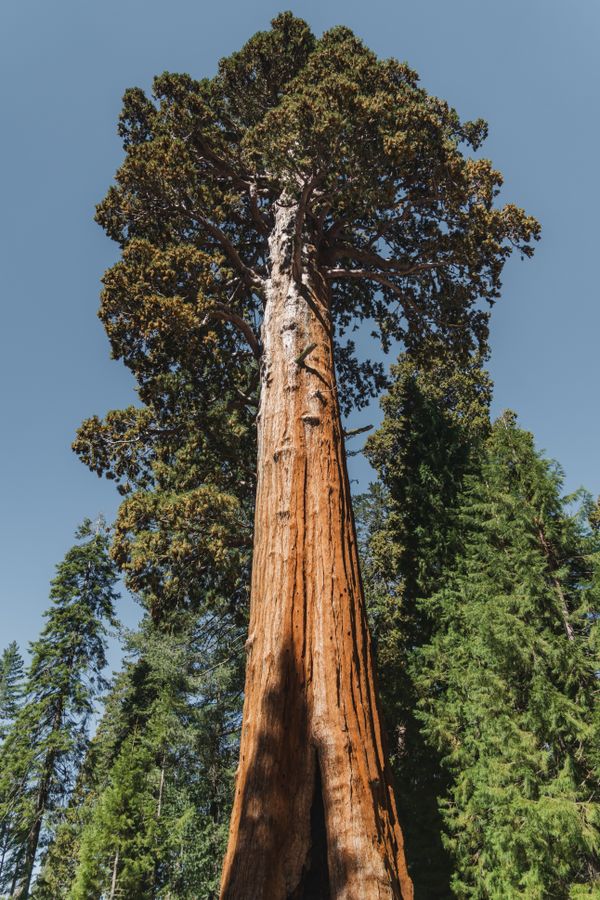 Majestic Sequoia Trees in Serene Forest Landscape · Free Stock Photo