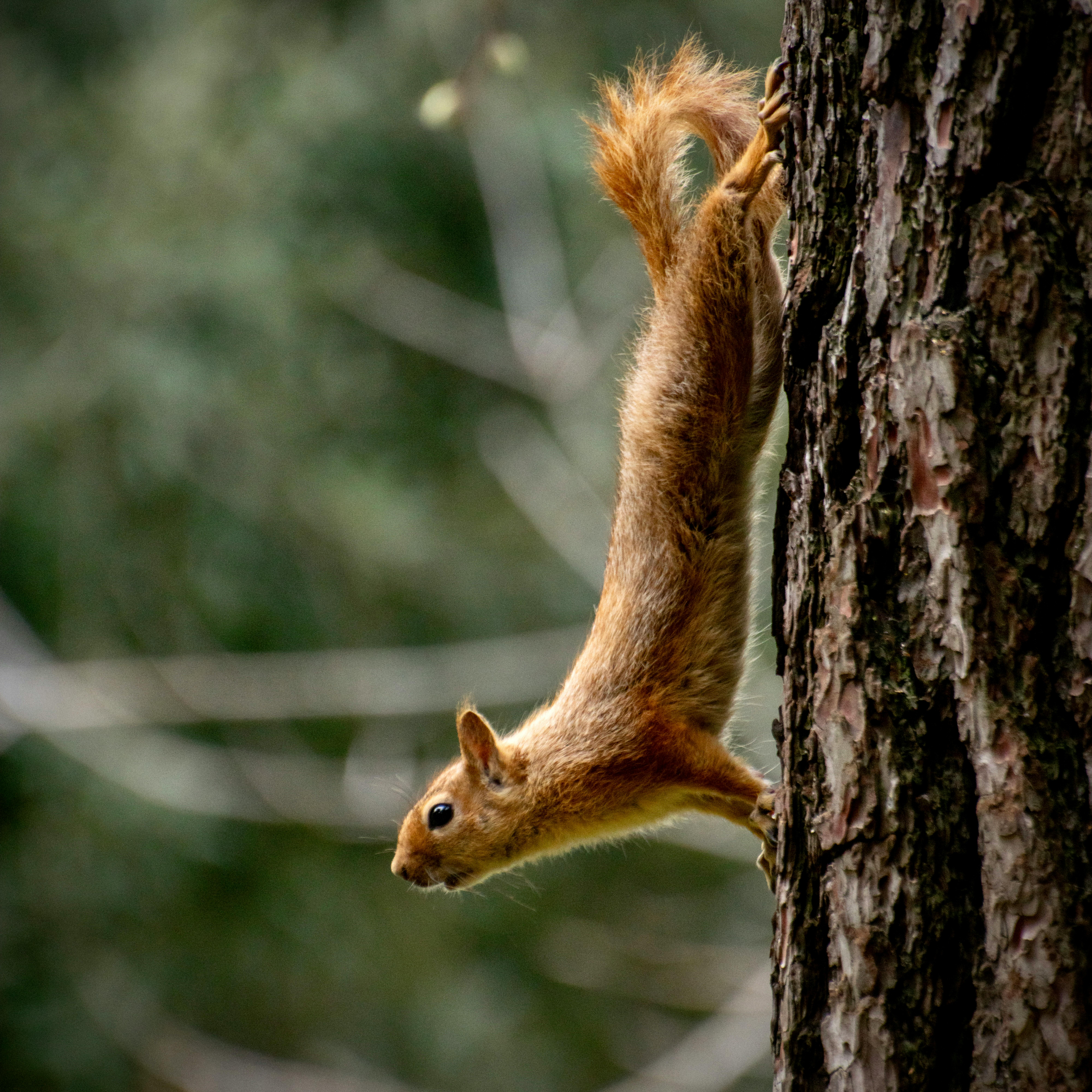 Miễn phí Một con sóc đỏ duyên dáng đu mình trên thân cây trong một khu rừng ở Istanbul. Ảnh lưu trữ