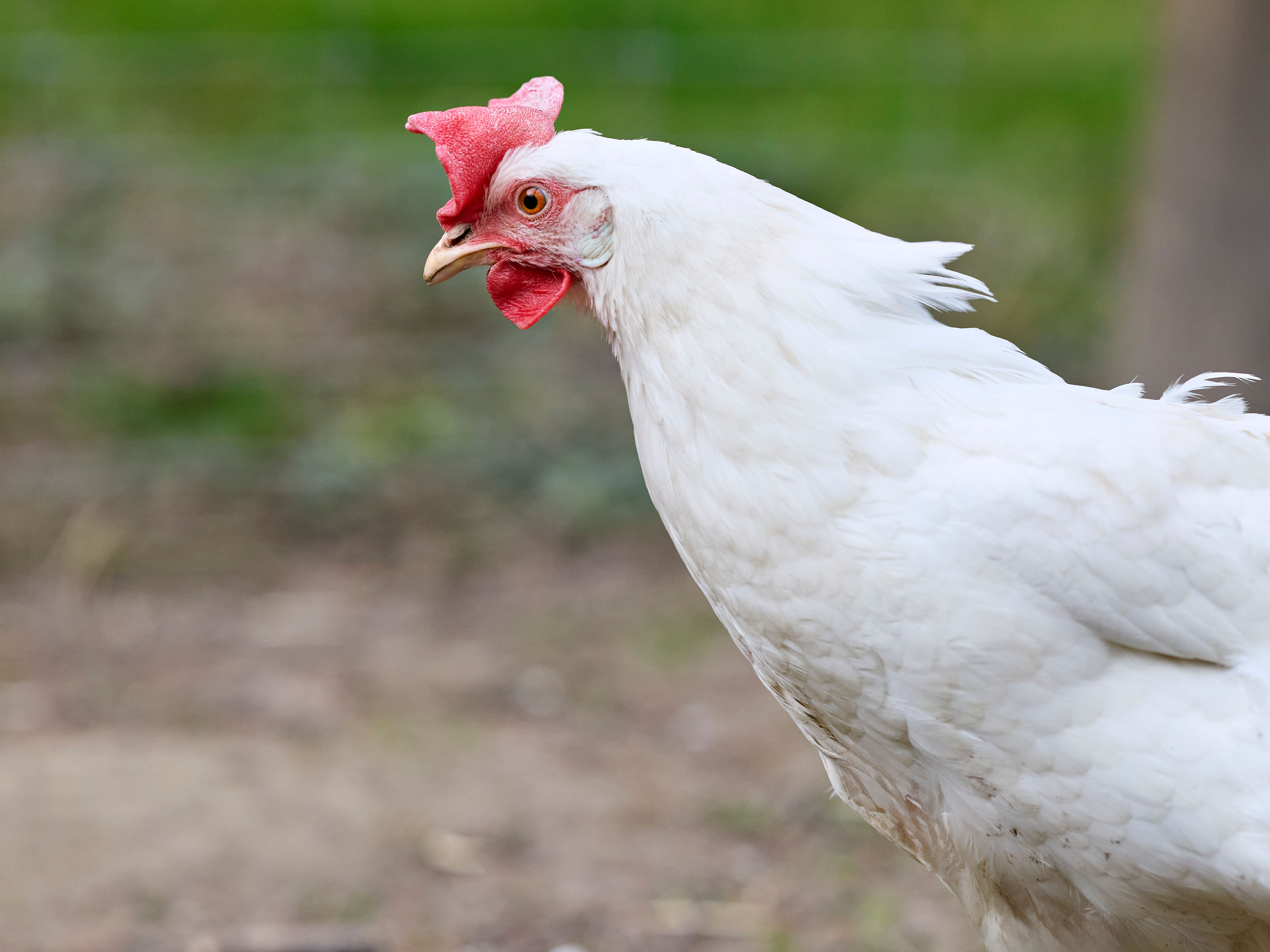 Side Profile of a White Domestic Hen in Outdoor Setting · Free Stock Photo