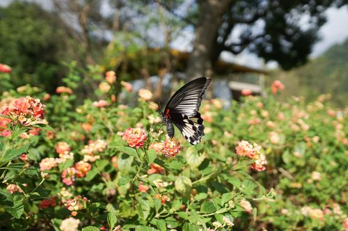 Free Elegant swallowtail butterfly perched on vibrant lantana flowers in a sunny Taiwanese garden. Stock Photo