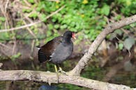 Common Moorhen Perched on Branch in Natural Habitat