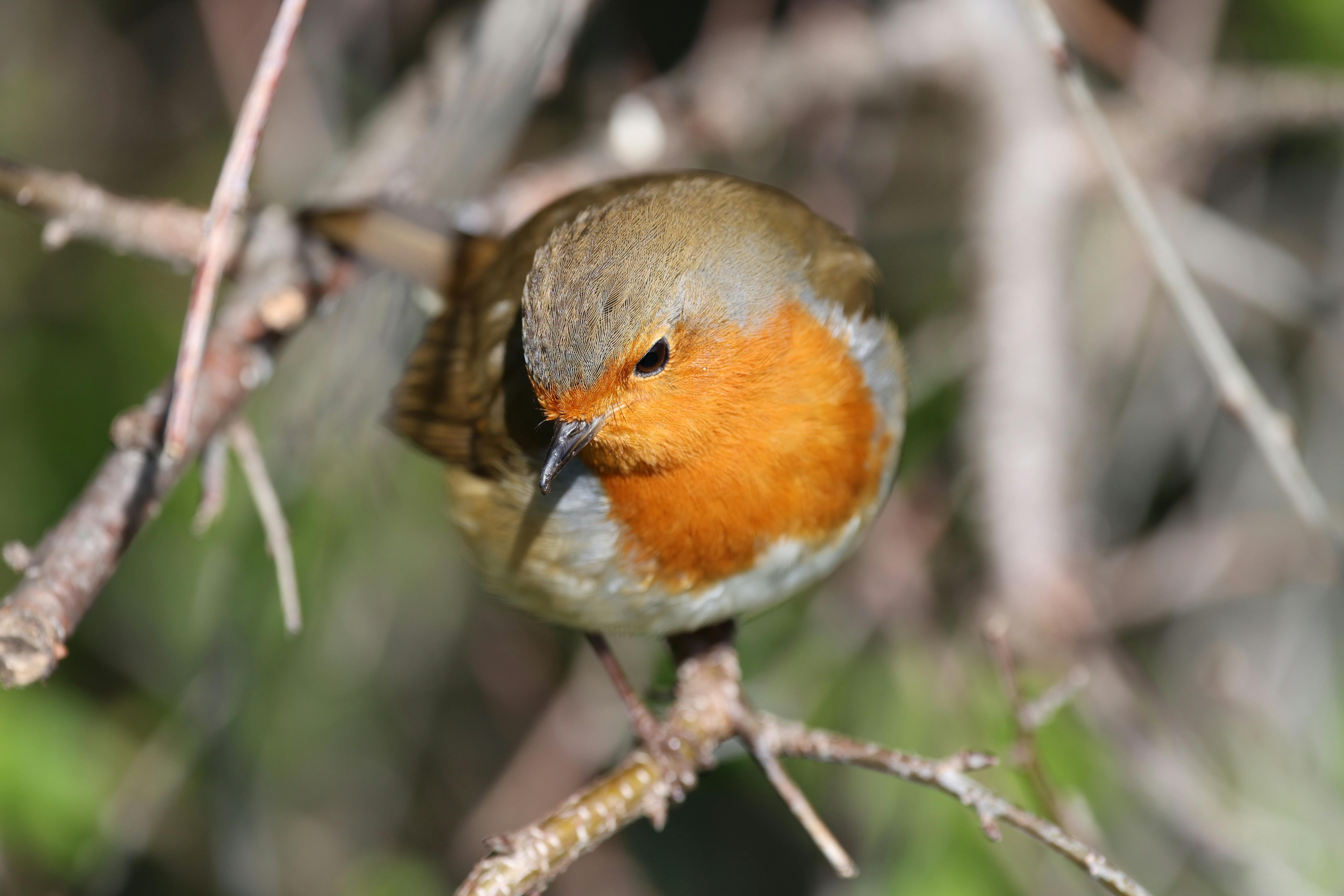 Miễn phí Hình ảnh chi tiết một con chim Robin châu Âu đậu trên cành cây, để lộ phần ngực màu cam rực rỡ. Ảnh lưu trữ