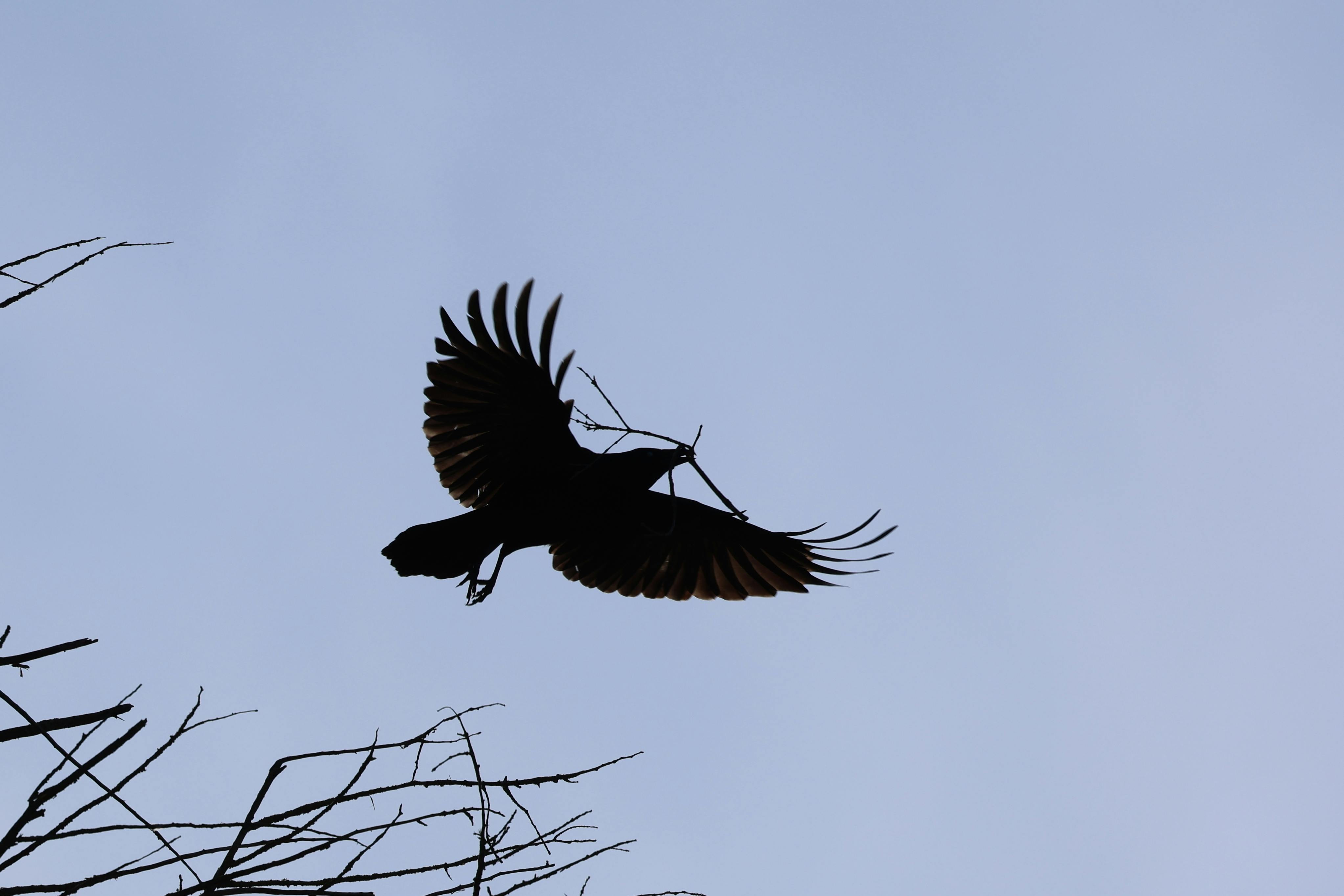 Bezpłatne Sylwetka ptaka niosącego gałąź w locie na tle czystego, błękitnego nieba. Zdjęcie z galerii