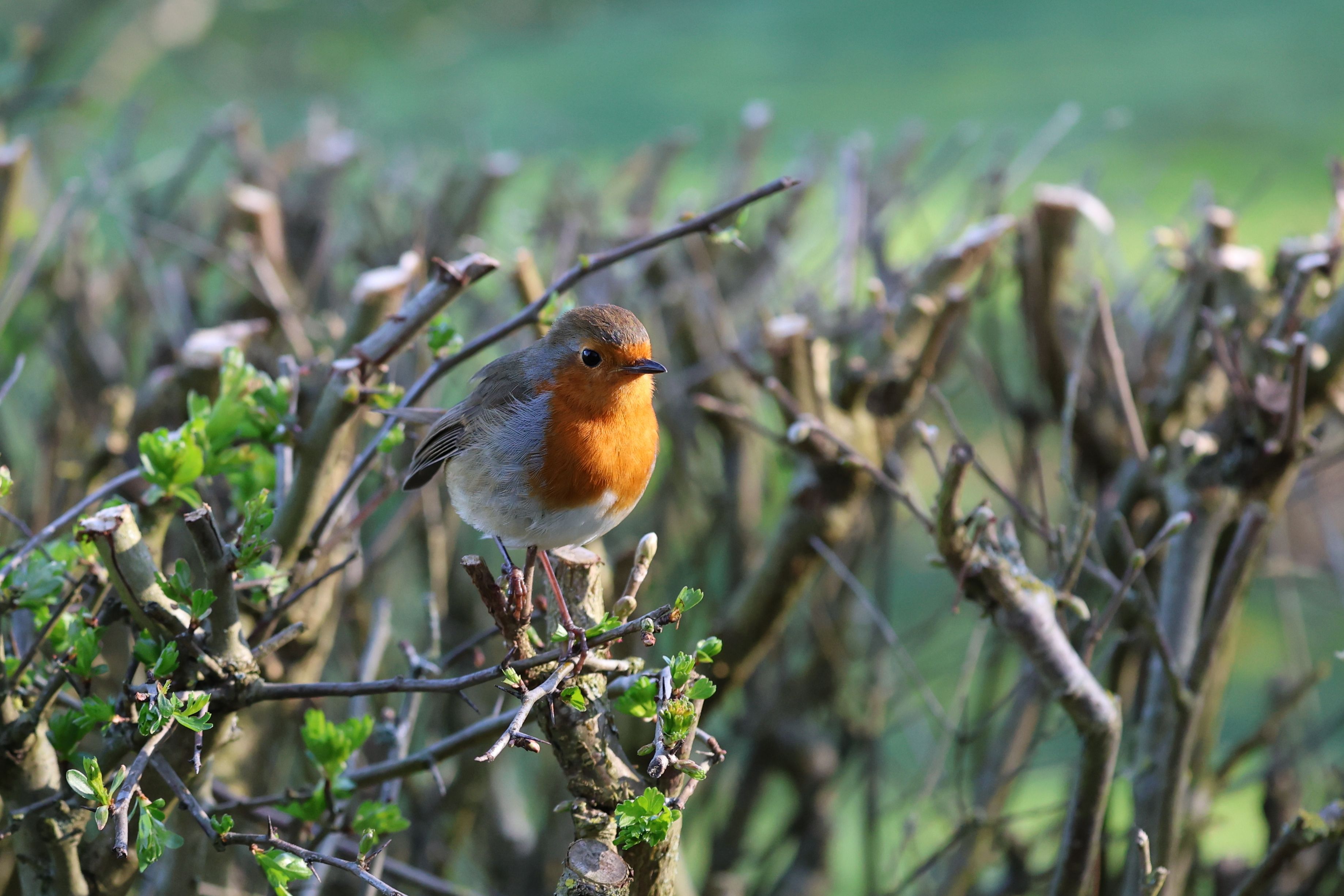 Protecting Nesting Birds During Spring & Early Summer Pruning: A Guide to Wildlife-Friendly Timing and Techniques for Hedges & Shrubs