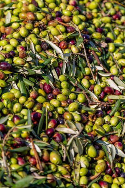 Olive harvest