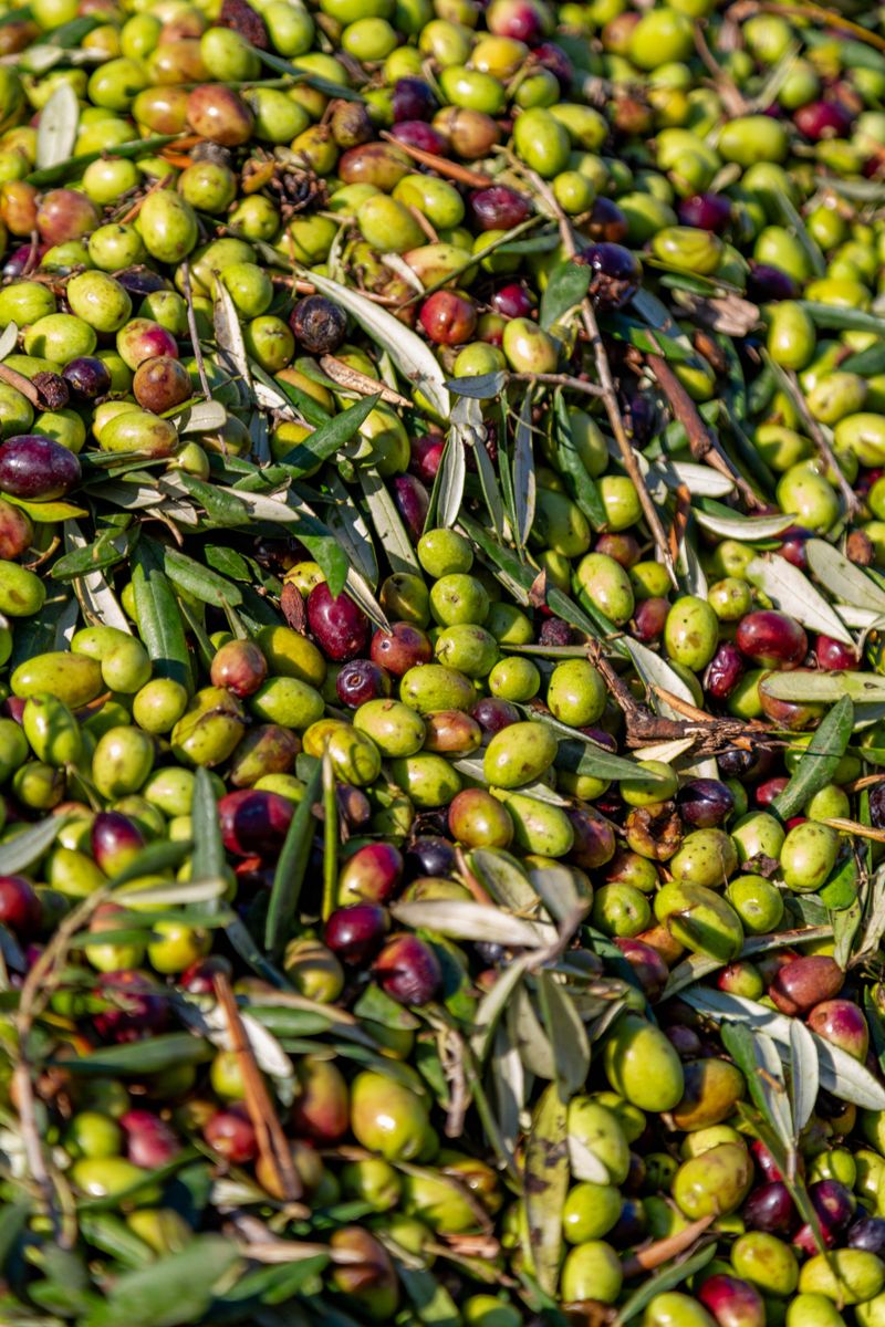 Olive harvest