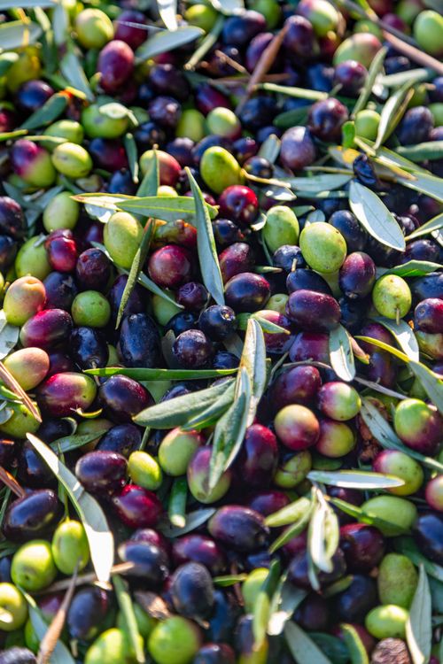 Free Vibrant assortment of freshly picked olives from Bari, Puglia, capturing the essence of Italian agriculture. Stock Photo
