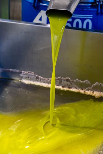 Olio che scorre dal frantoio