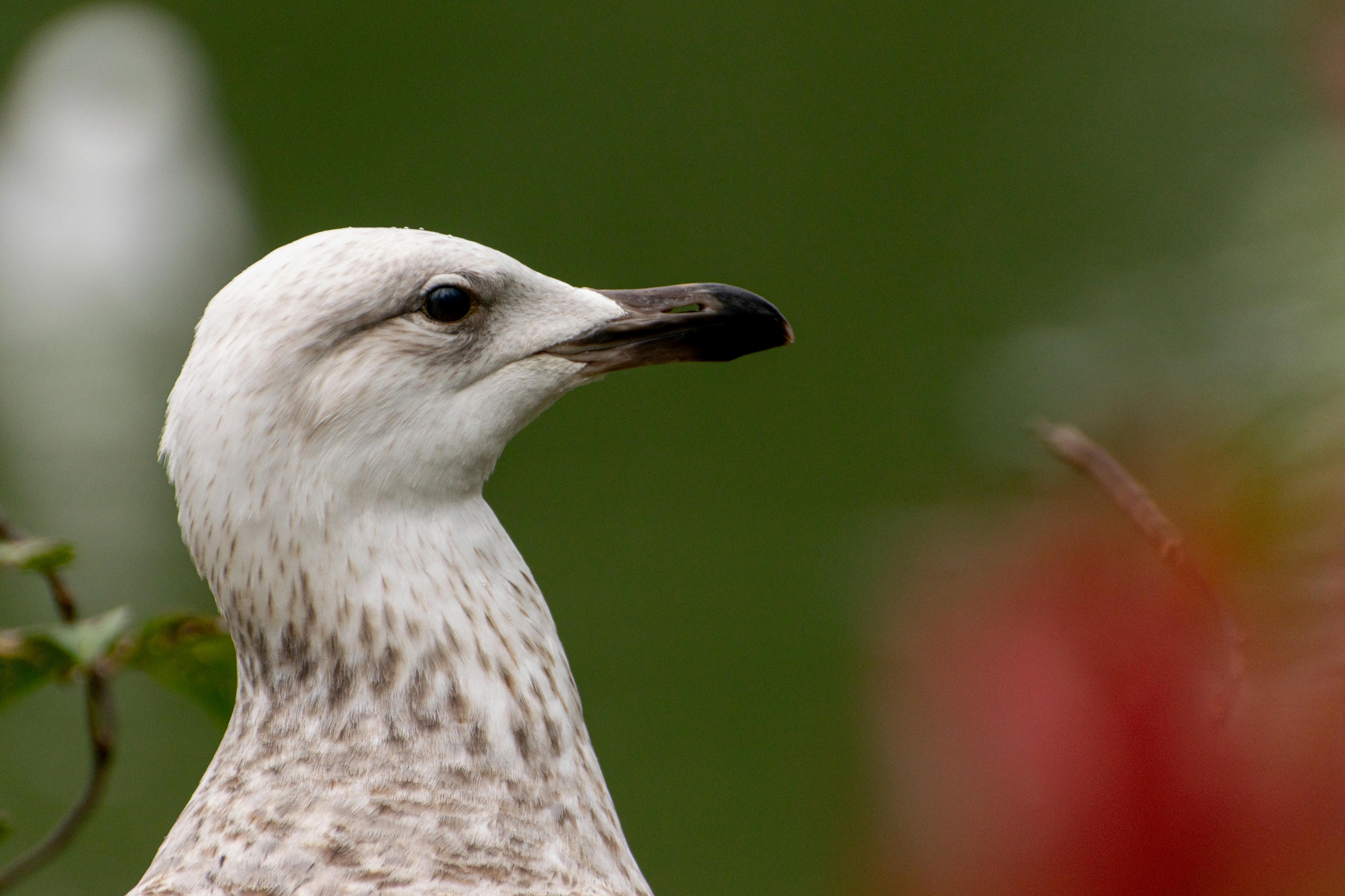 Miễn phí Ảnh lưu trữ miễn phí về ánh sáng tự nhiên, bảo tồn động vật hoang dã, bokeh đầy màu sắc Ảnh lưu trữ