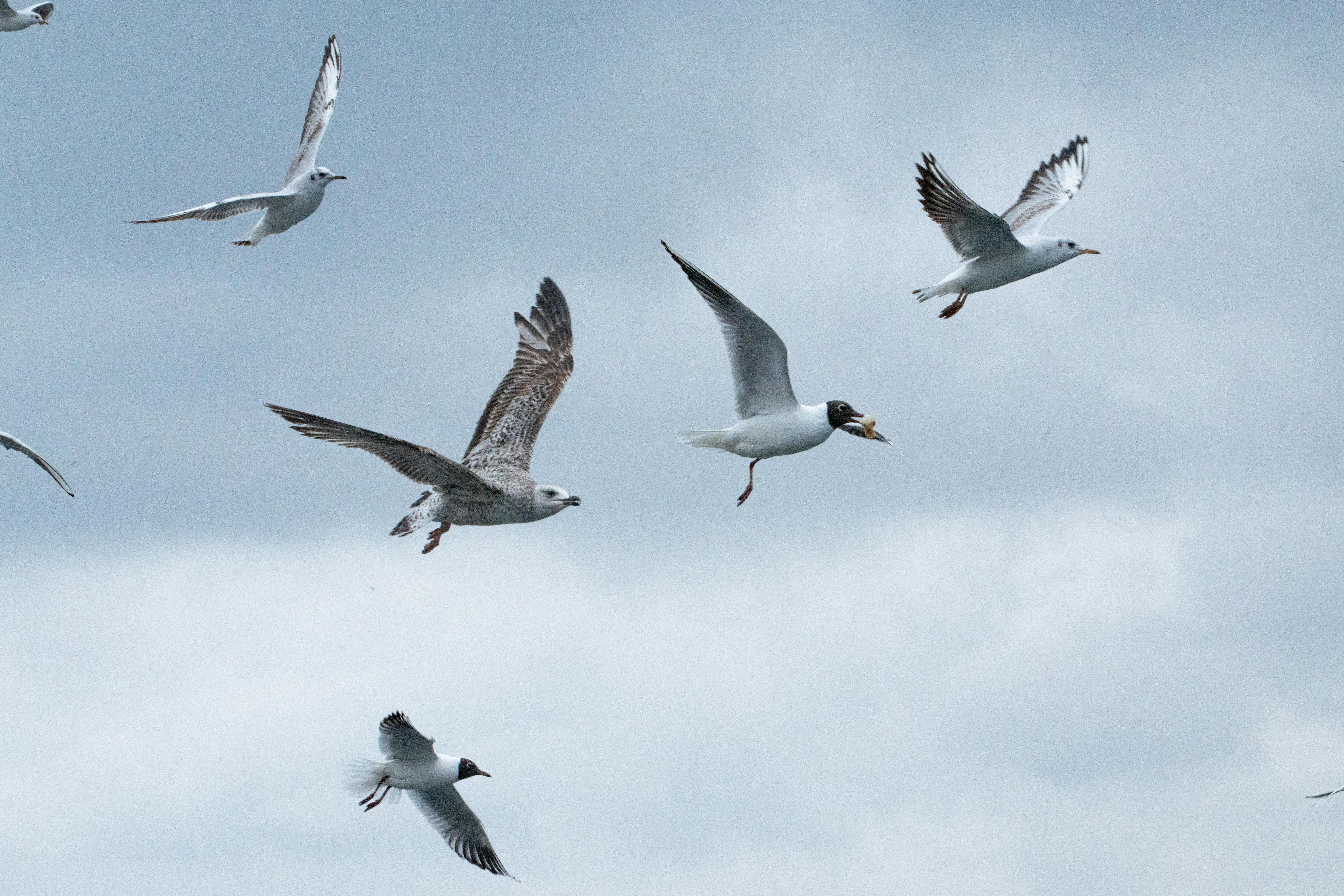 免費 一群海鷗在土耳其伊斯坦堡上空的雲層中翱翔。 圖庫相片