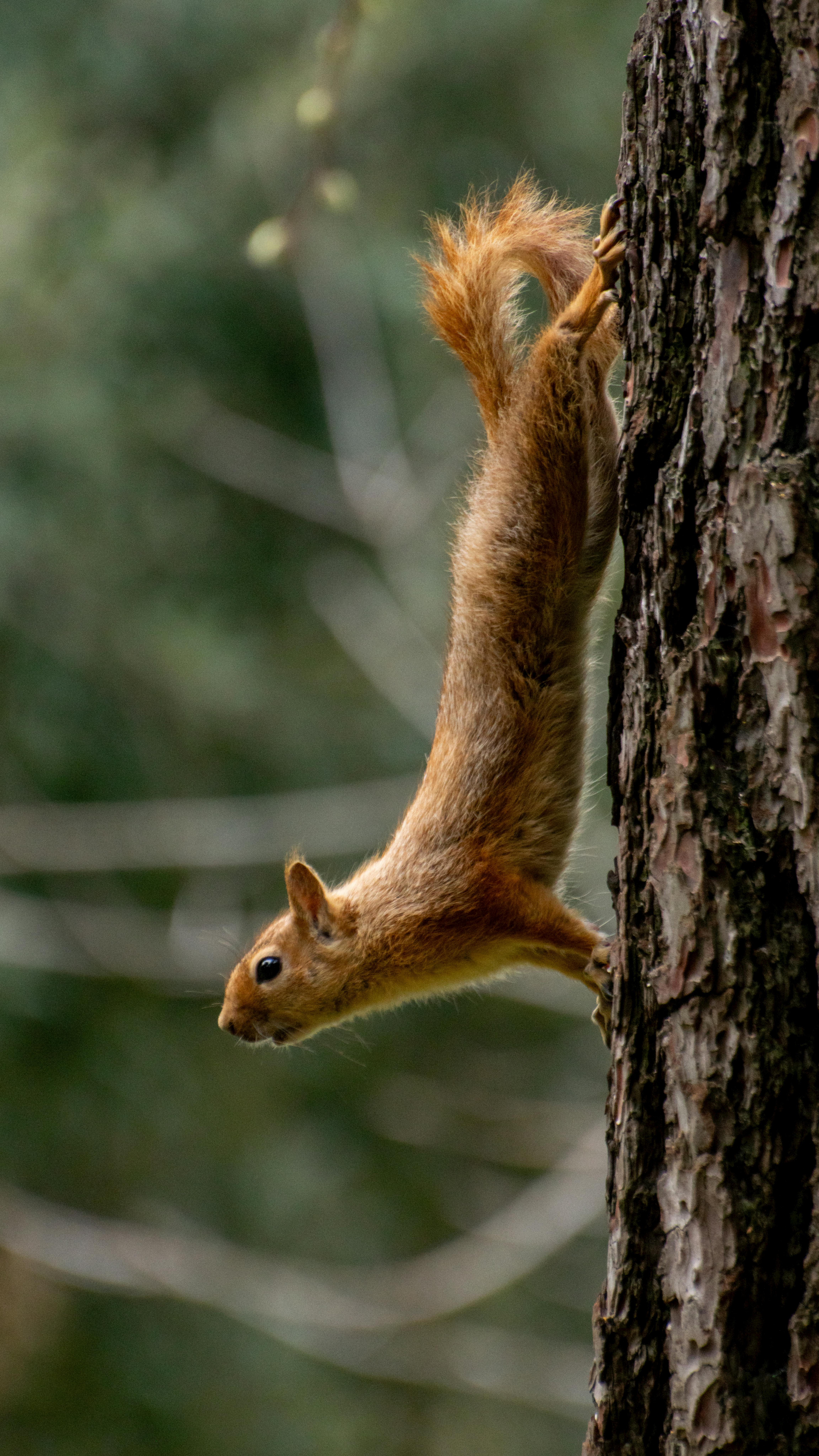 gratis Een eekhoorn klimt acrobatisch in een boom in een weelderig bos bij Istanbul en demonstreert daarbij zijn behendigheid. Stockfoto