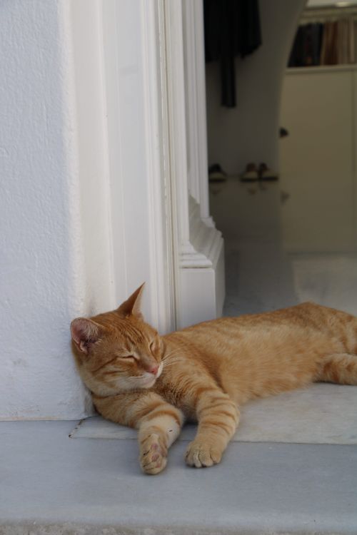 Free A relaxed ginger cat sleeping in the shade on a porch in Paros, Greece, capturing a serene moment. Stock Photo