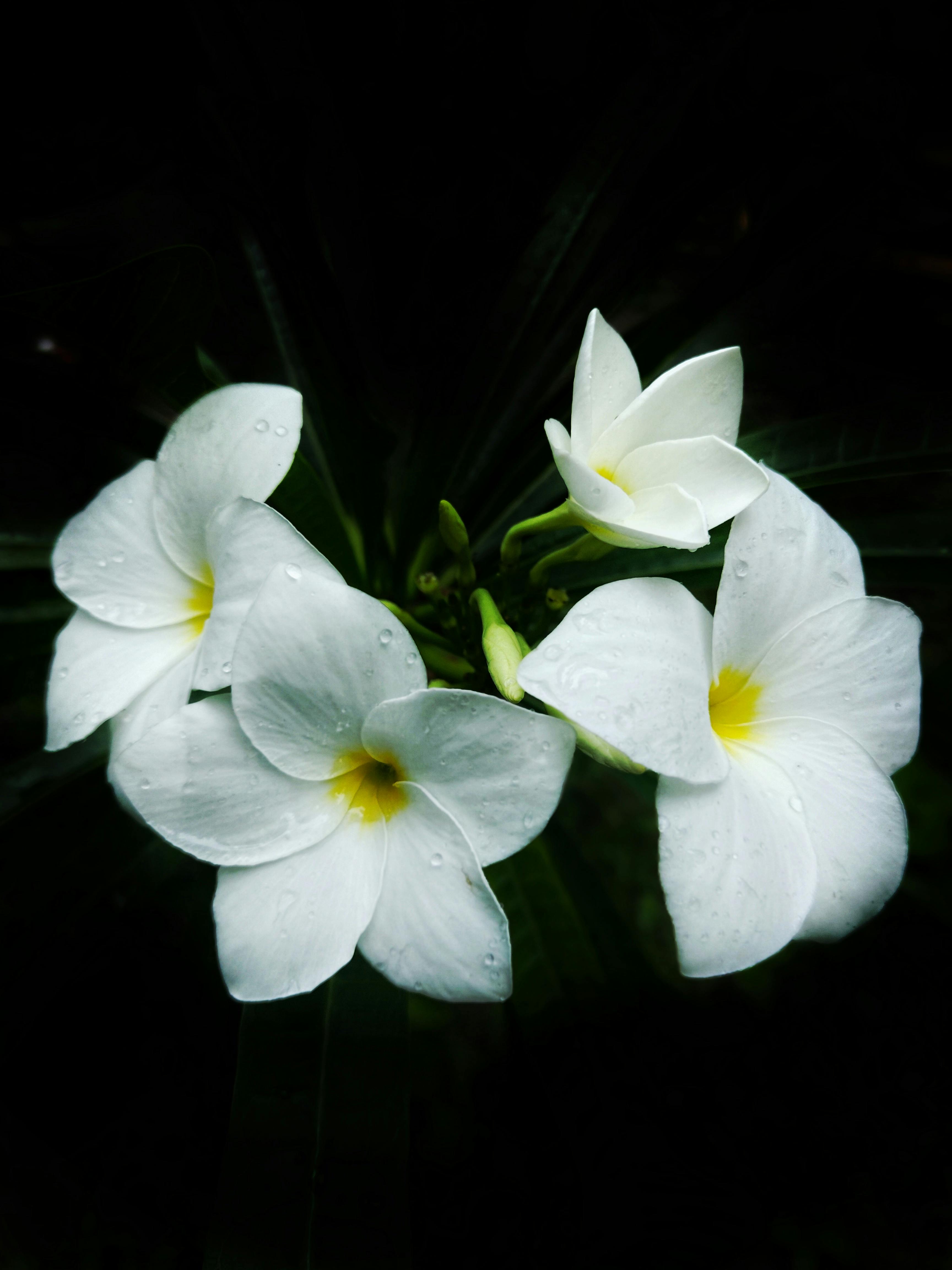 Zadarmo Detailný záber bielych kvetov plumérie s kvapkami rosy na tmavom pozadí v Indii. Fotka z fotobanky