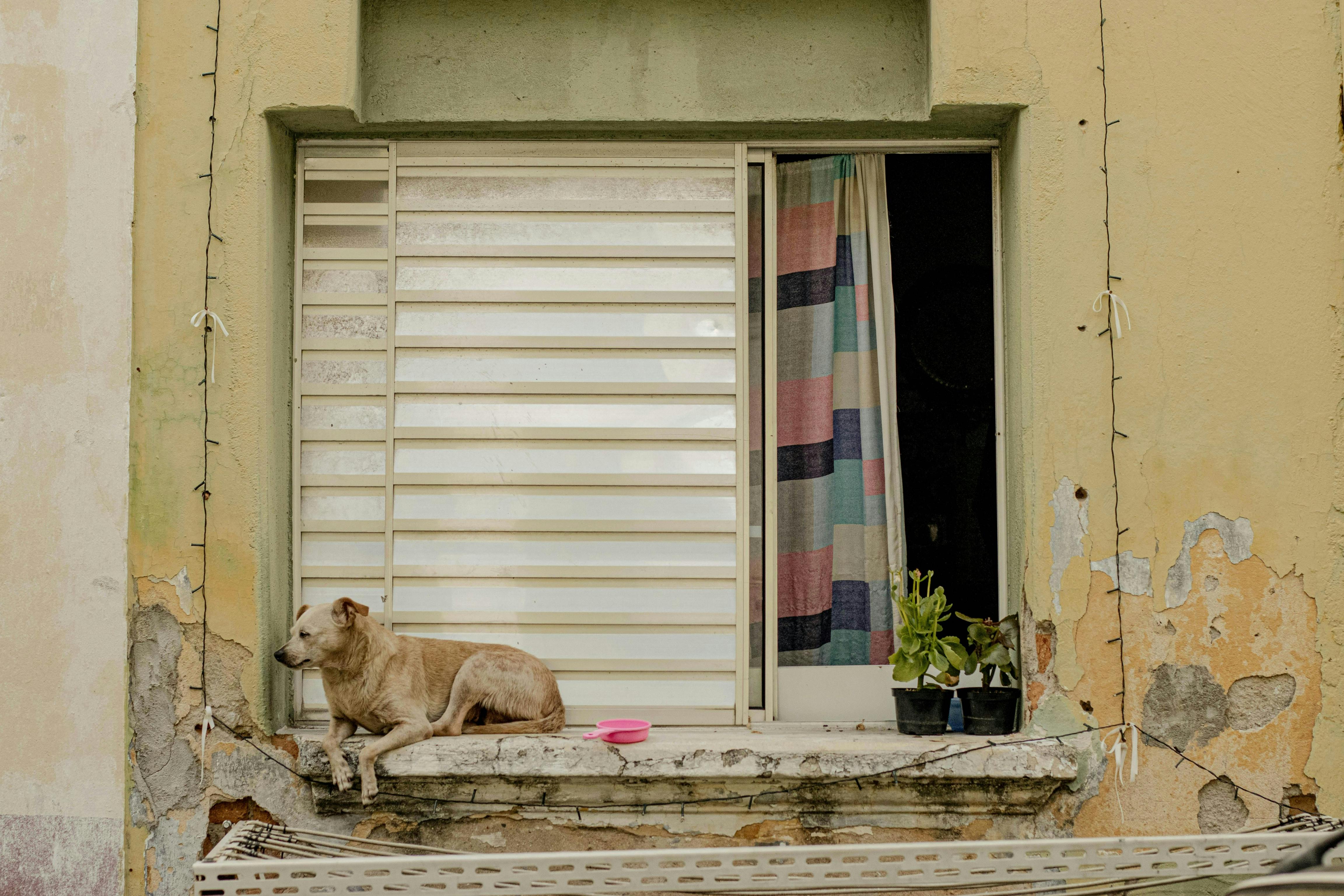Zadarmo Pes odpočíva na rustikálnej parapete s kvetináčmi, stelesňujúc mestské čaro. Fotka z fotobanky