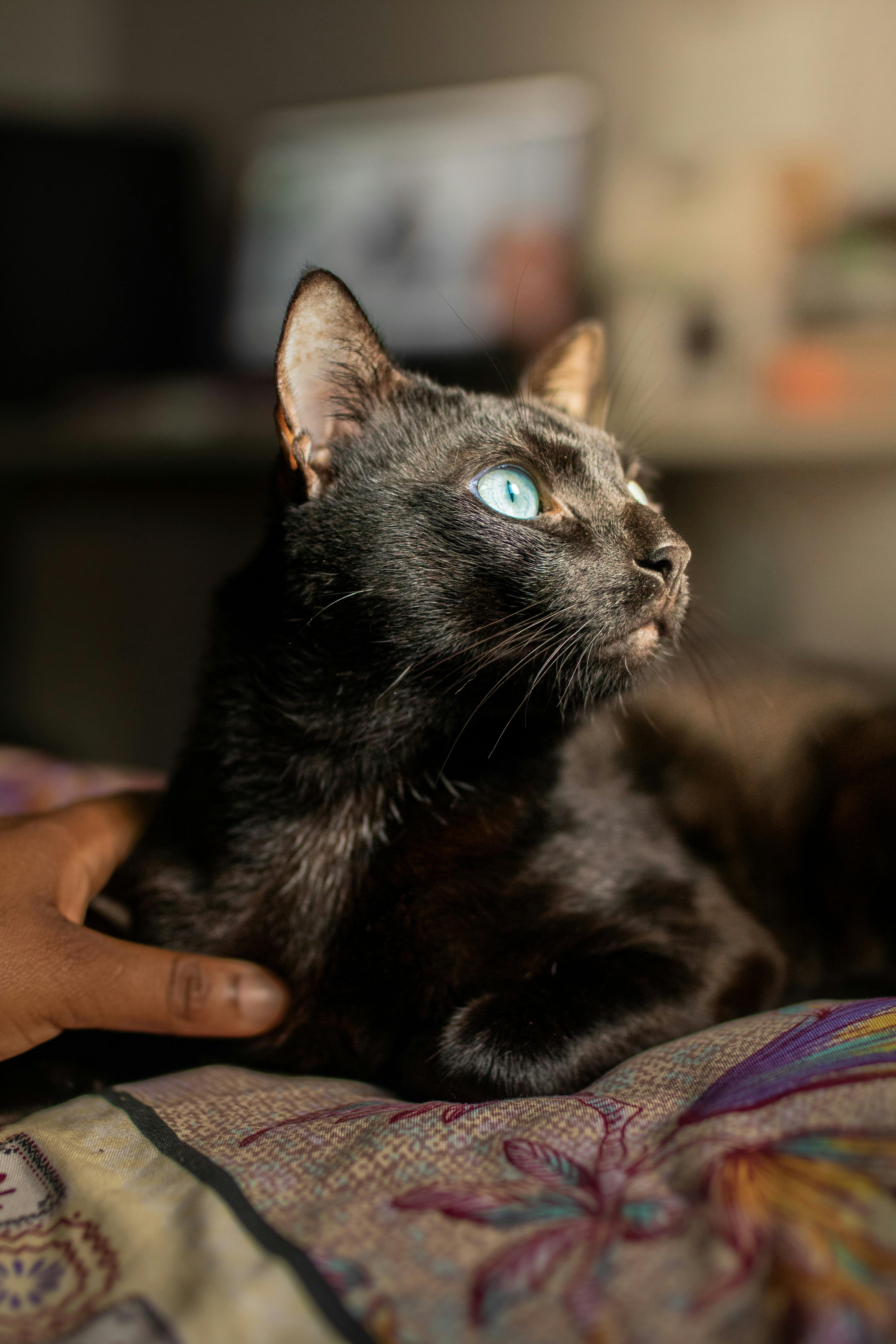 bezplatná Černá kočka s výrazně modrýma očima odpočívá uvnitř na barevné dece a vyzařuje klid a vyrovnanost. Základová fotografie