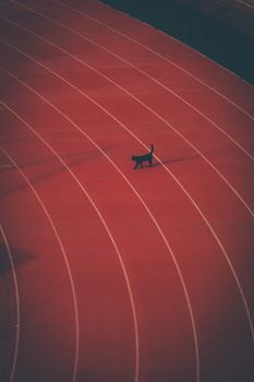 A lone cat walking across a red running track in Antalya, creating a striking contrast.