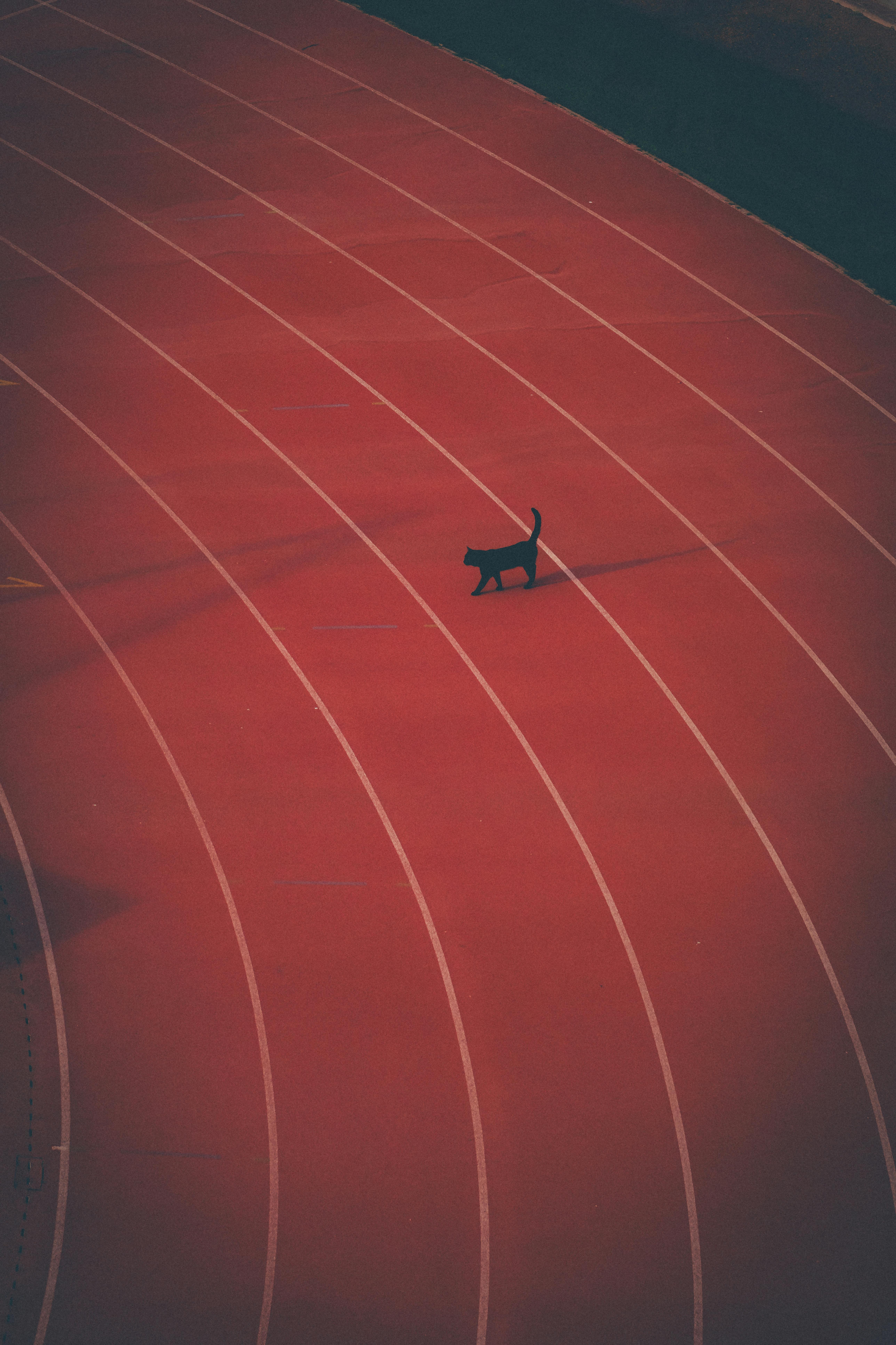 bezplatná Osamělá kočka kráčící po červené běžecké dráze v Antalyi a vytvářející tak výrazný kontrast. Základová fotografie