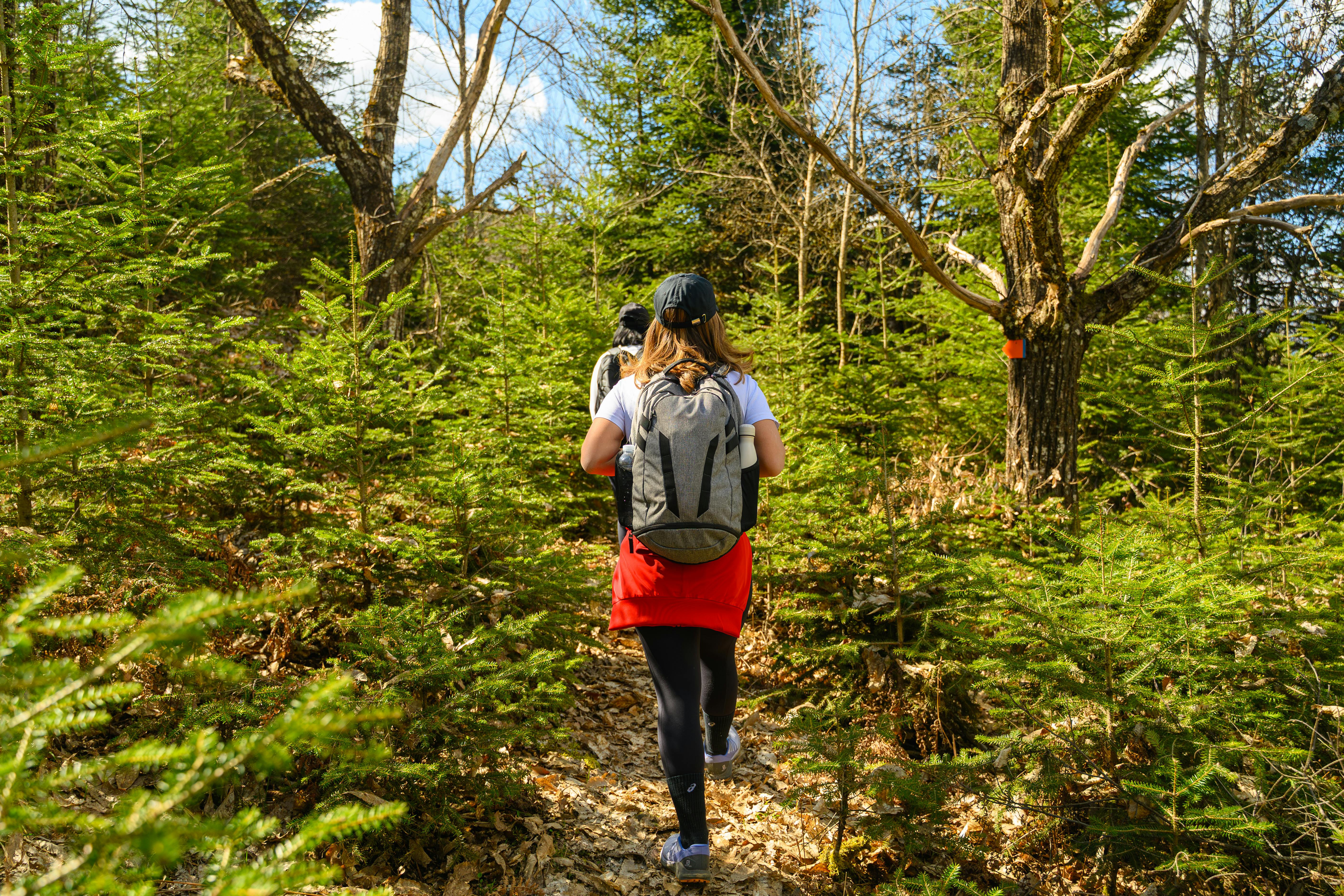 Безкоштовне Двоє туристів проходять пишною зеленою лісовою стежкою сонячного весняного дня, вловлюючи суть пригод. стокове фото
