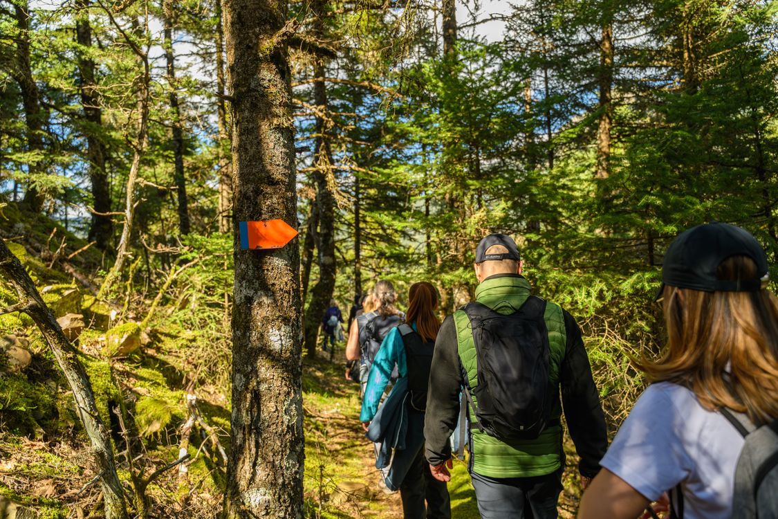 Group Hiking Through a Sunlit Forest Trail · Free Stock Photo