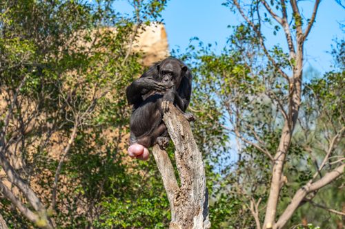 Free Chimpanzee perched on a tree in Valencia's lush, sunlit setting. Stock Photo