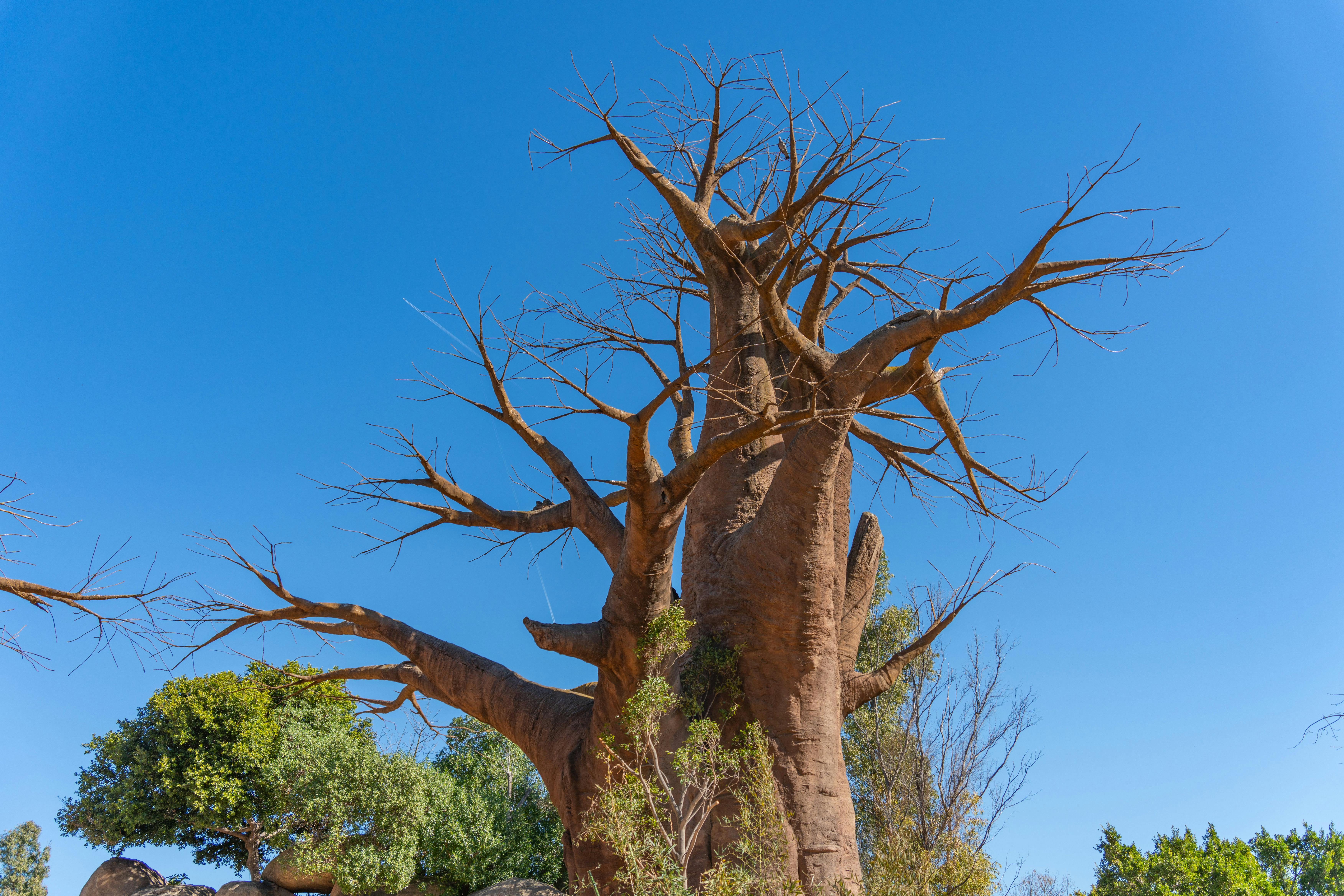 ฟรี คลังภาพถ่ายฟรี ของ adansonia, baobab, กลางแจ้ง คลังภาพถ่าย