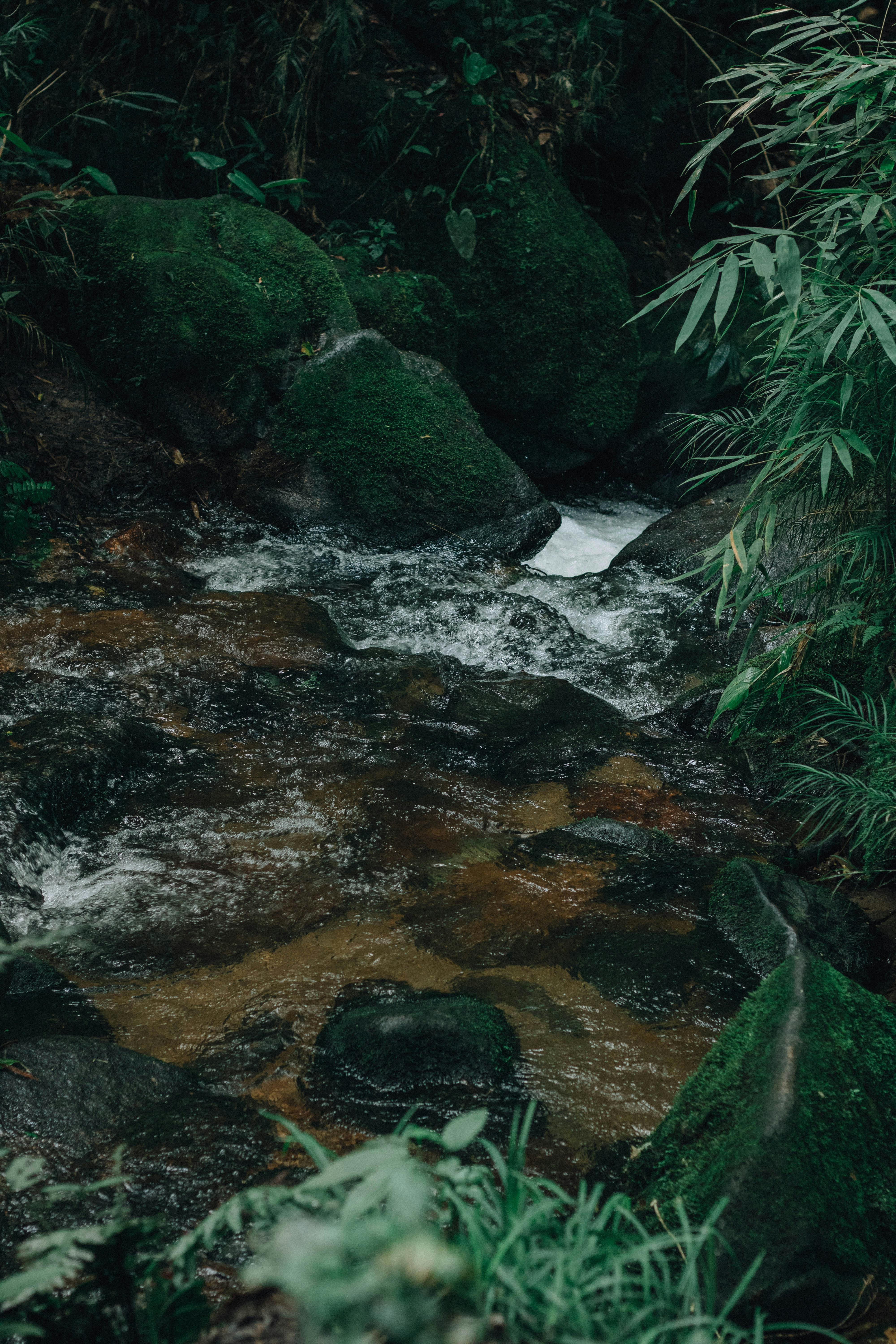 bezplatná Klidný potok tekoucí mechem porostlými skalami a bambusem v bujném lesním prostředí. Základová fotografie
