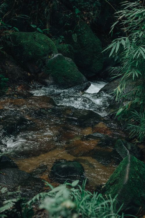 Free Peaceful stream flowing through mossy rocks and bamboo in a lush forest setting. Stock Photo