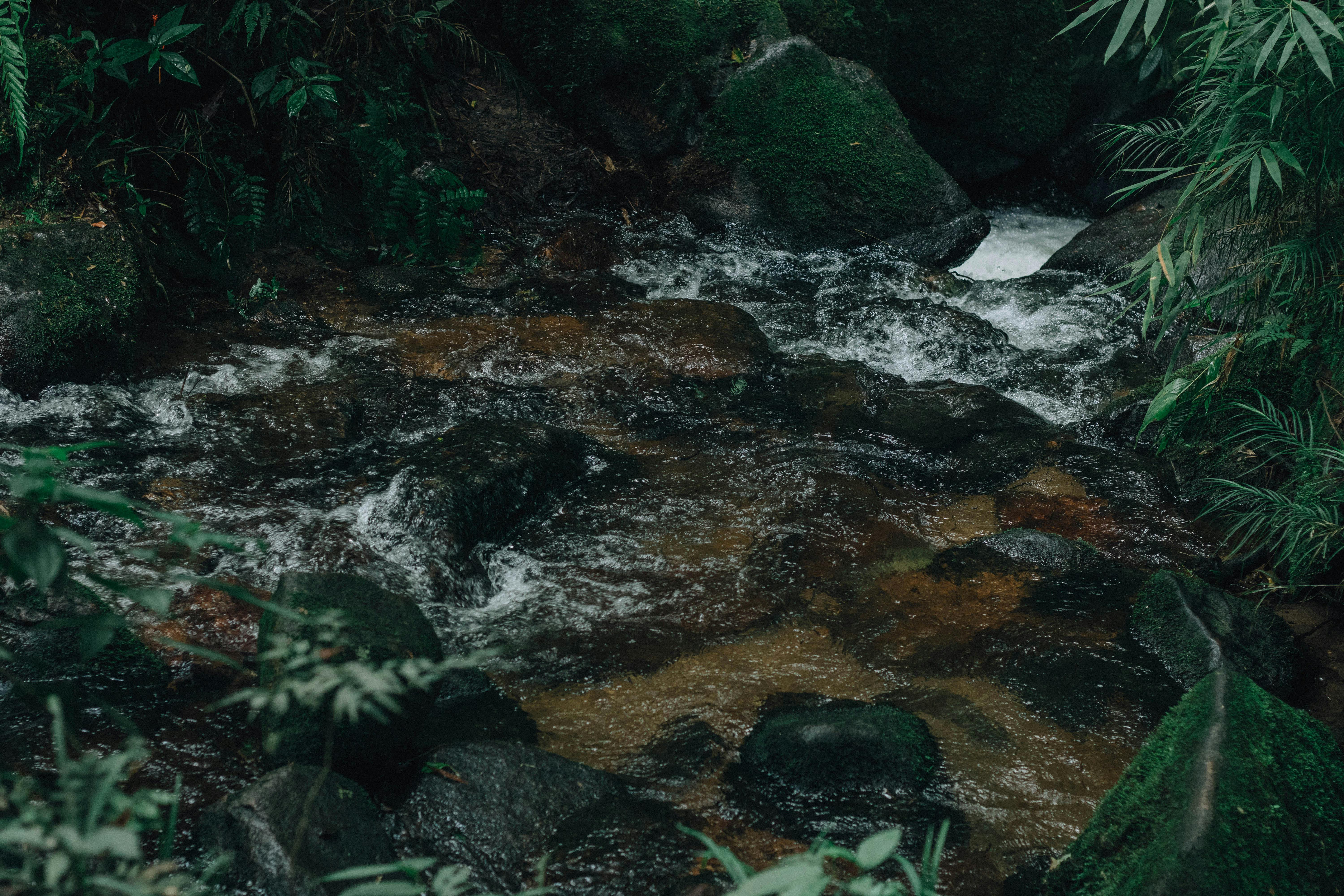 Miễn phí Dòng suối êm đềm chảy qua những tảng đá phủ đầy rêu phong, bao quanh là thảm thực vật xanh tươi. Ảnh lưu trữ